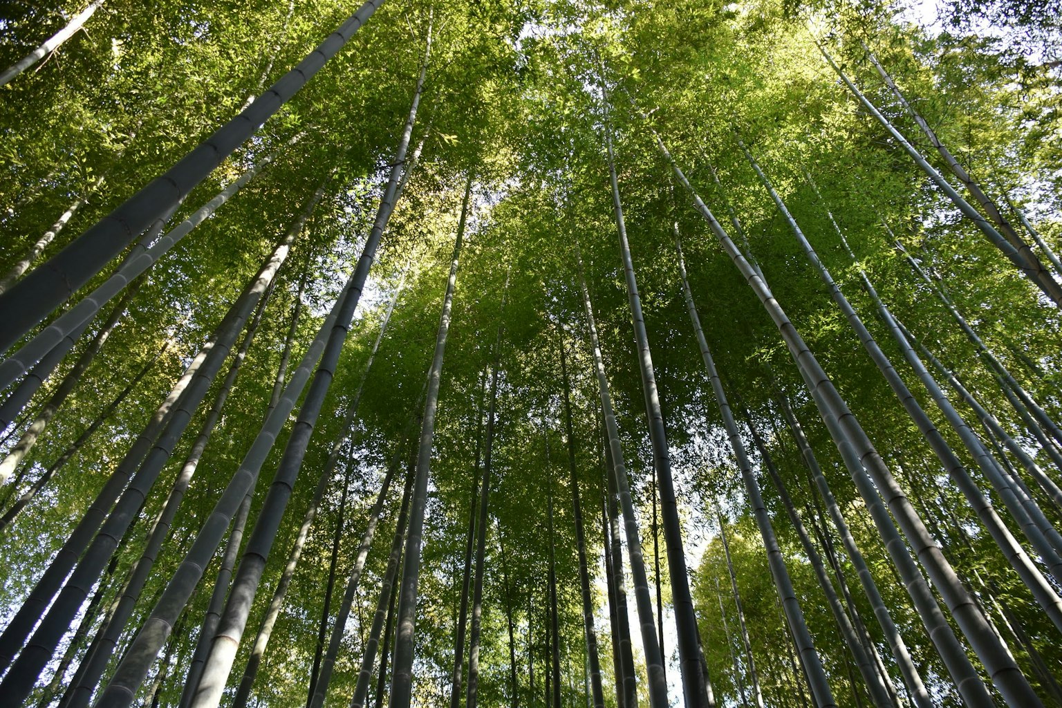 Vista verso l'alto di una foresta di bambù con foglie verdi lussureggianti