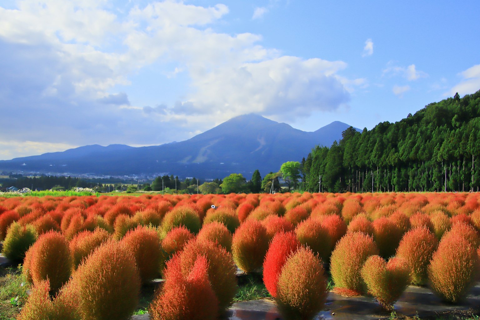 Campi vibranti di kochia con montagne sullo sfondo