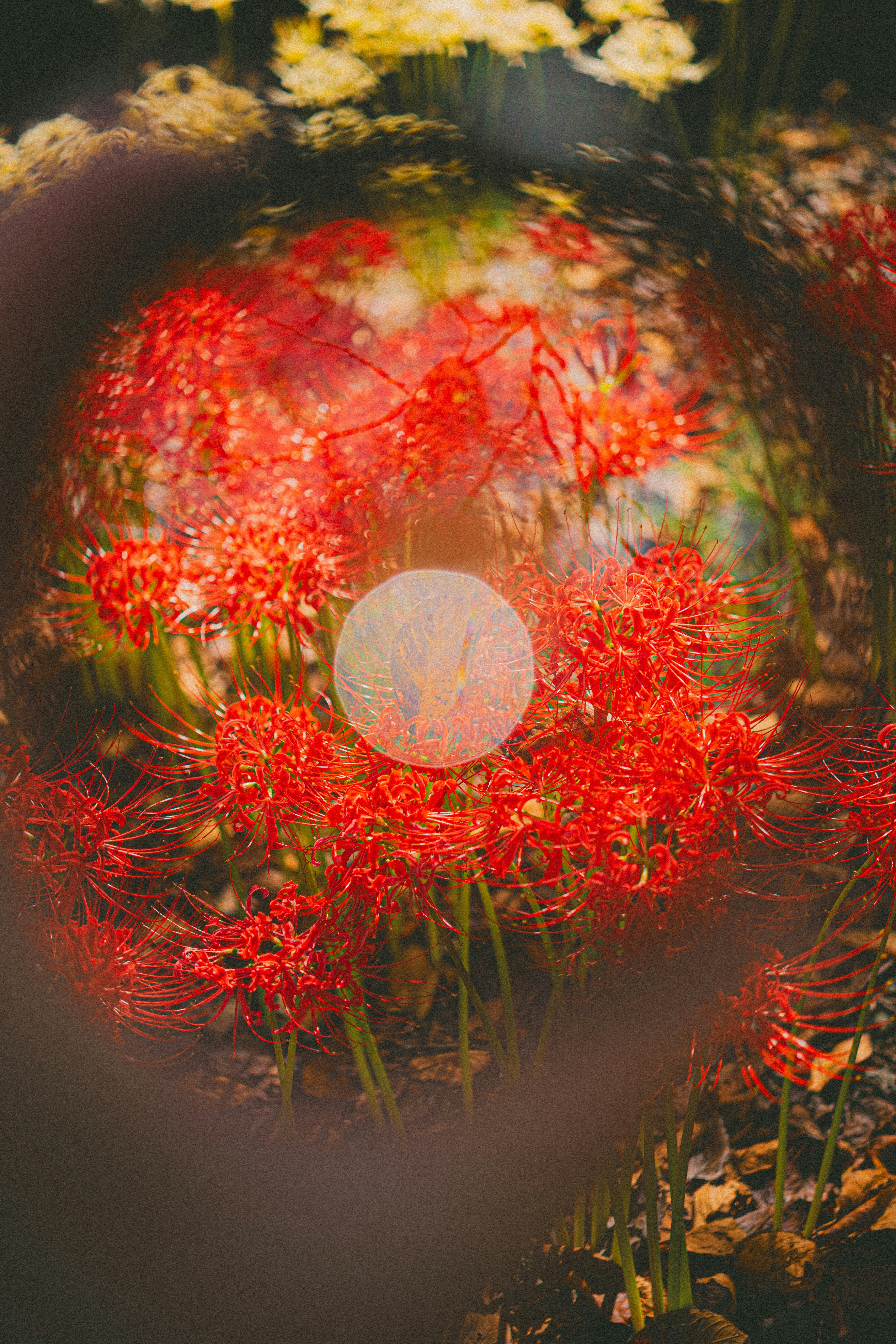 composición floral fantástica con lirios rojos y bokeh circular desenfocado