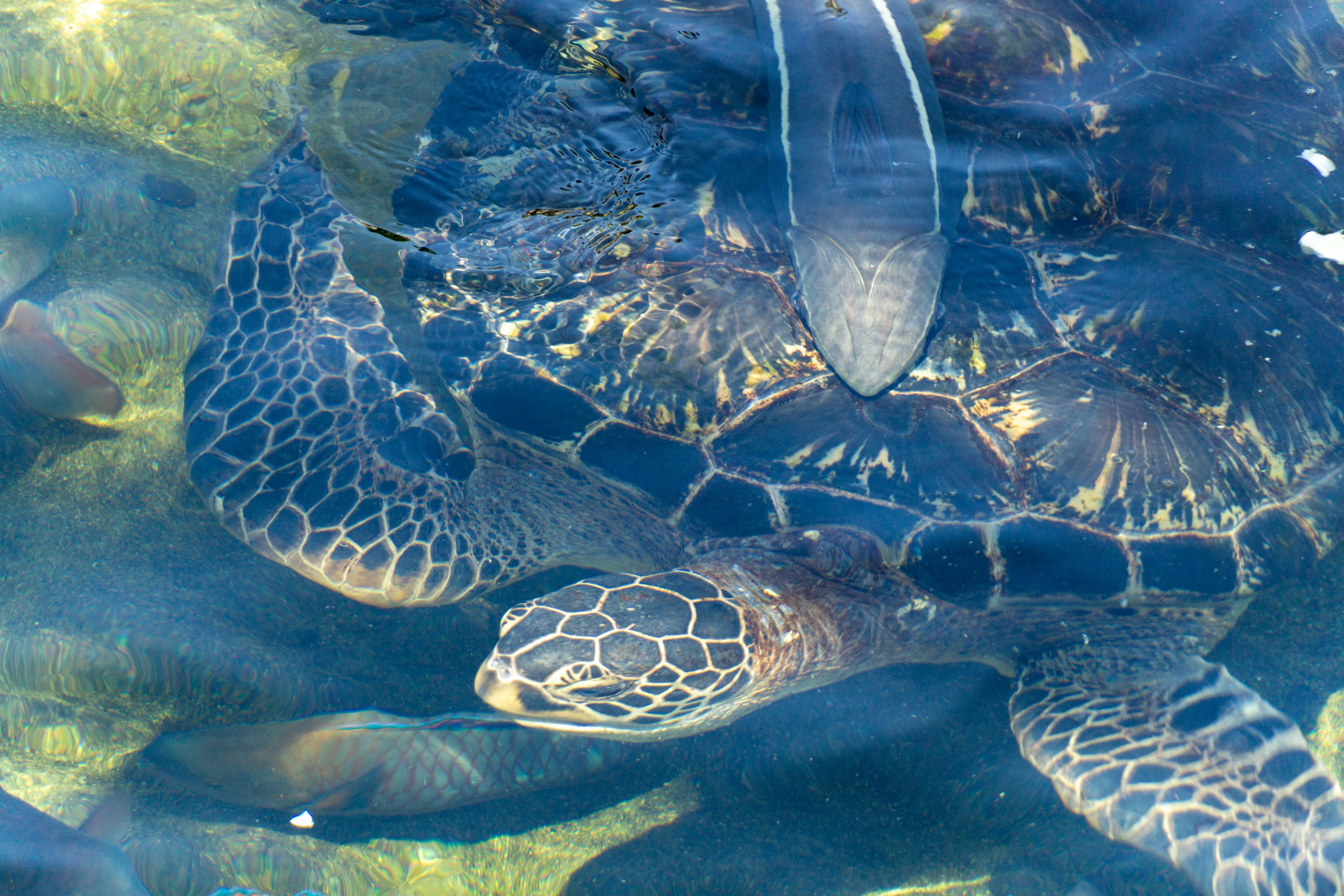 group of sea turtles swimming underwater