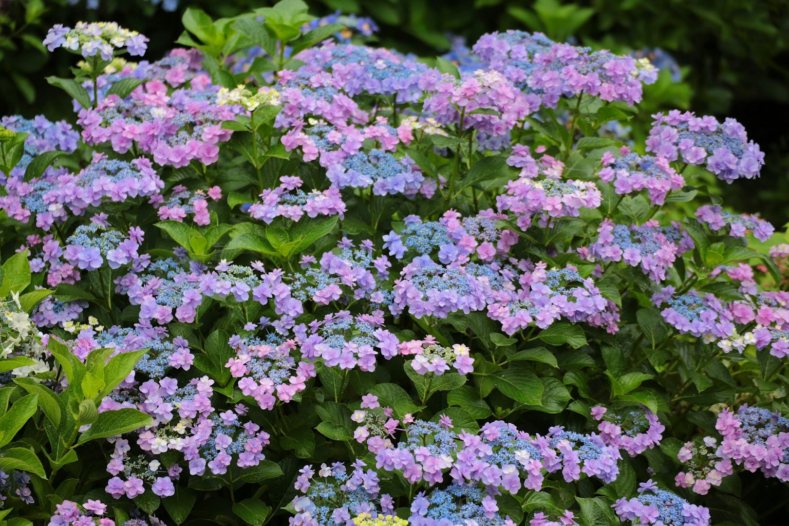 Hortensienbusch mit blauen und rosa Blumen