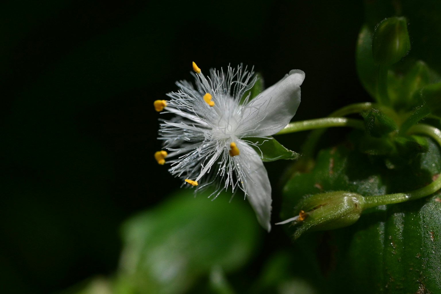 Acercamiento de una flor blanca con estambres amarillos distintivos