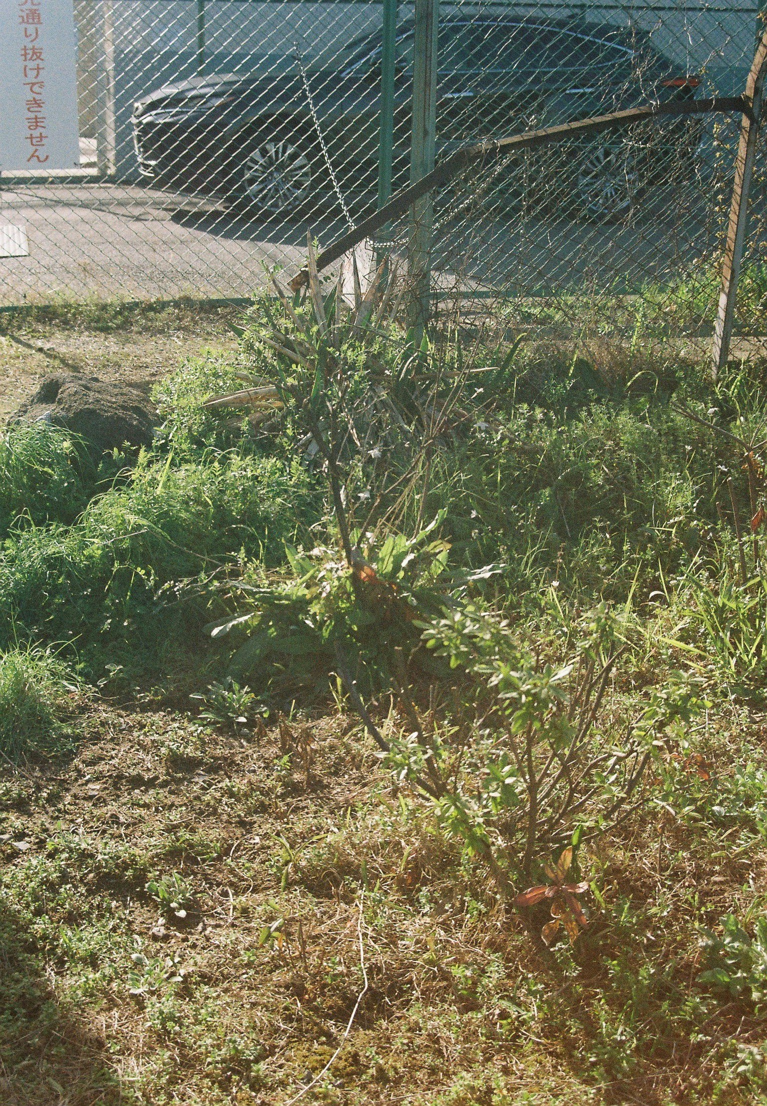 フェンス越しの荒れた草地と小さな植生のある庭