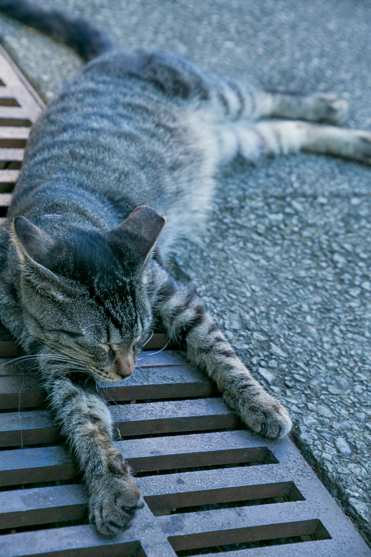 A gray striped cat lying next to a drainage grate