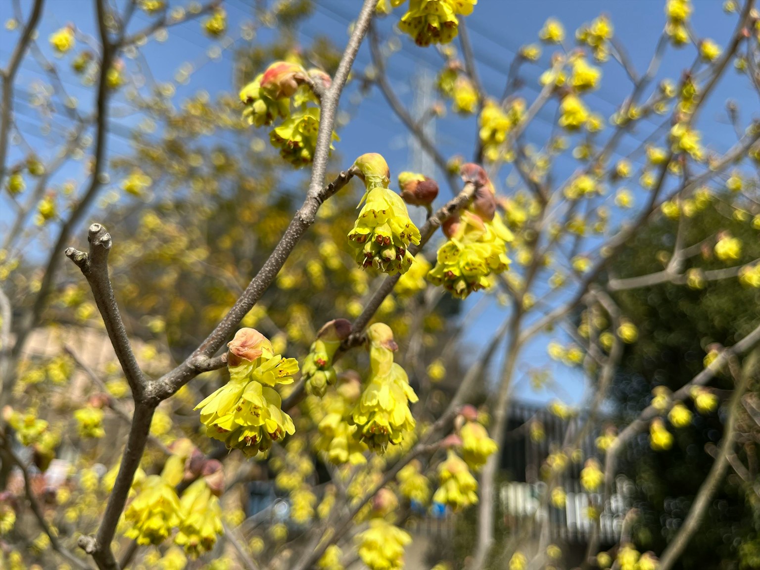 Rami di un albero con fiori gialli che sbocciano in primavera