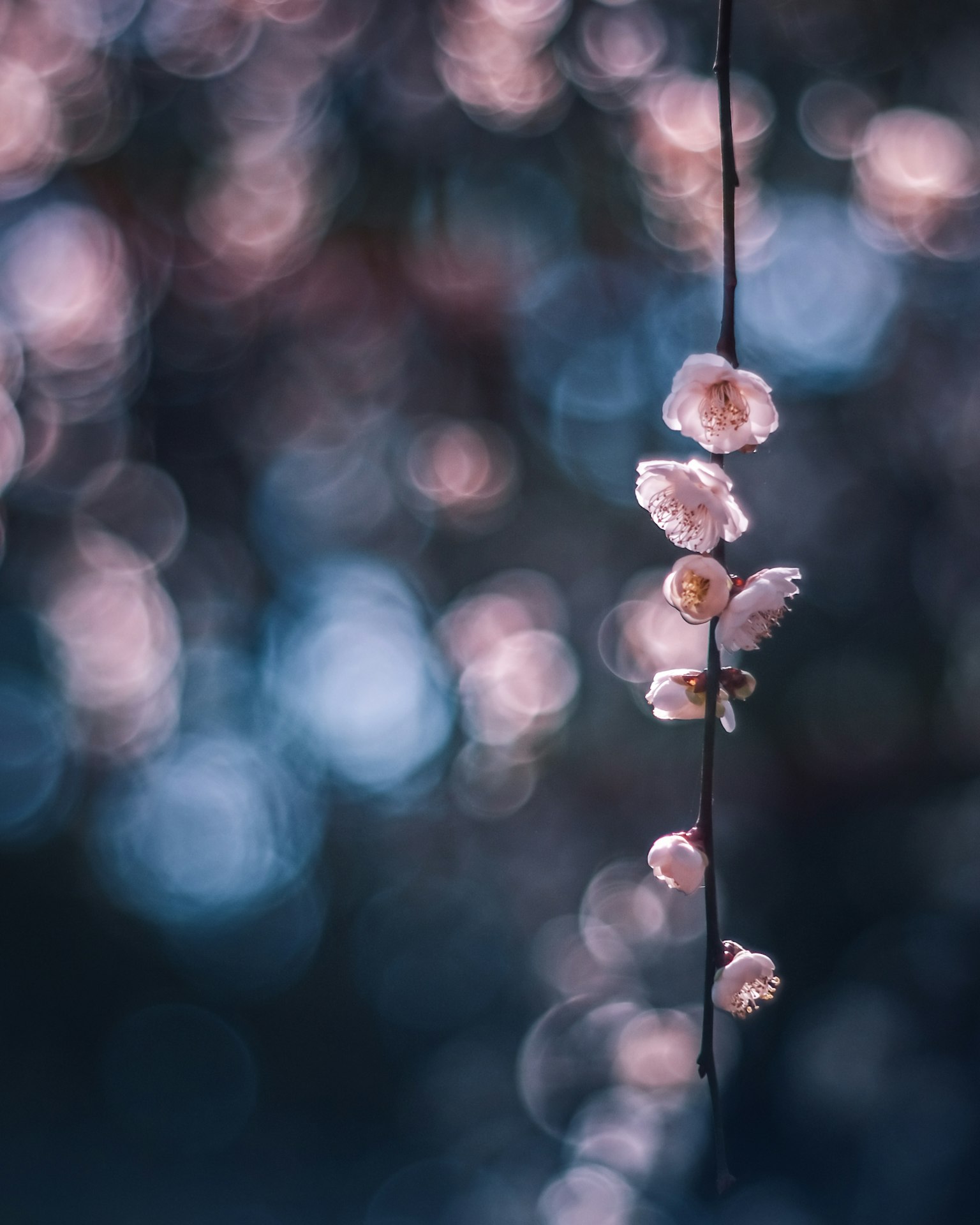 ภาพถ่ายระยะใกล้ของกิ่งไม้ที่มีดอกไม้ละเอียดในสีอ่อน