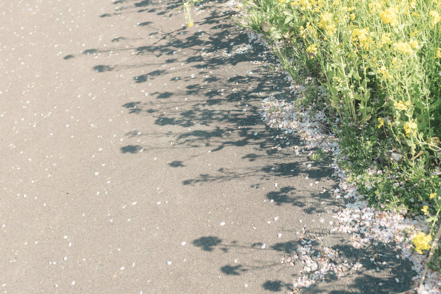 Eine Landschaft mit gelben Blumen und ihren Schatten am Rand eines Weges