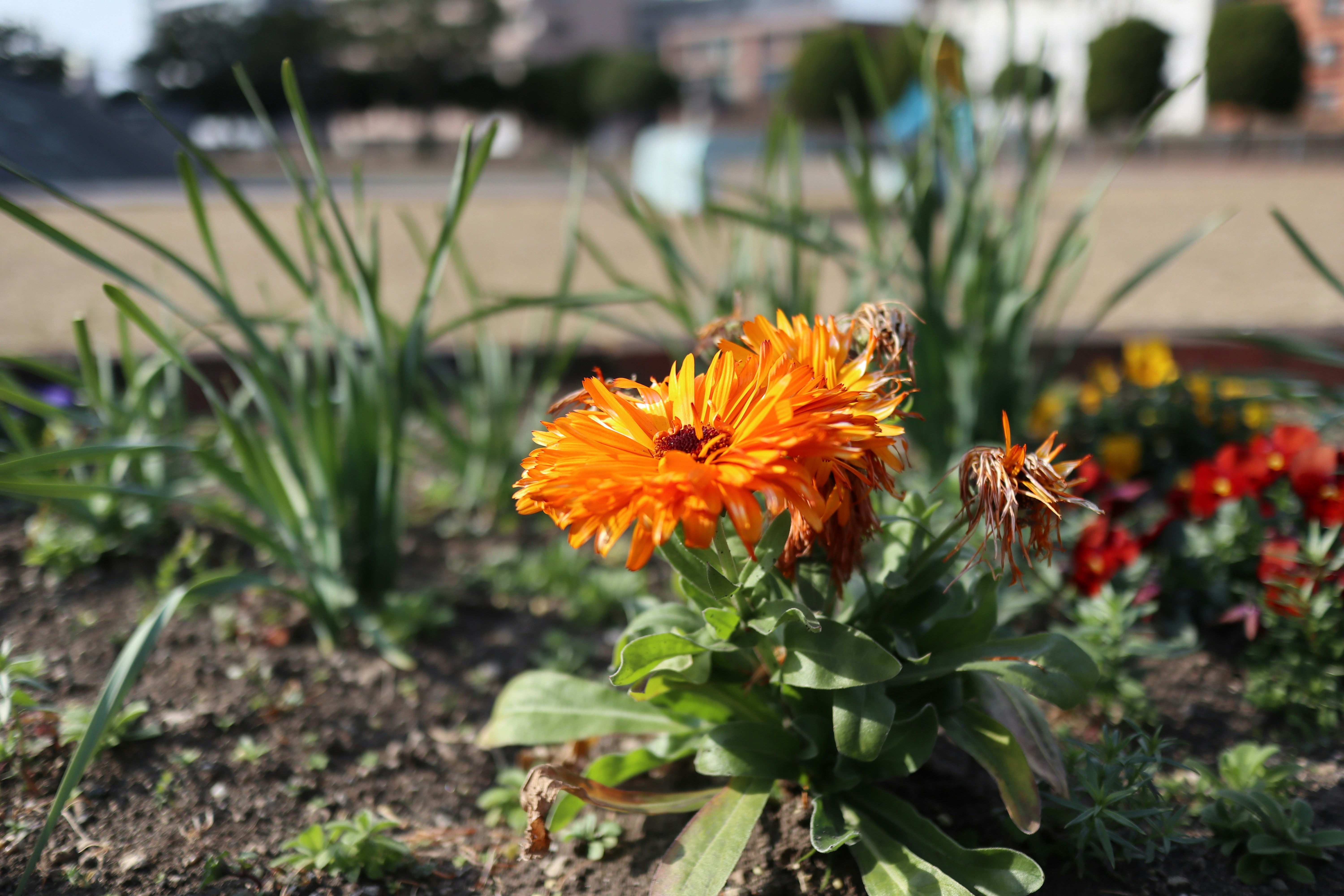 公園の花壇に咲くオレンジ色の花