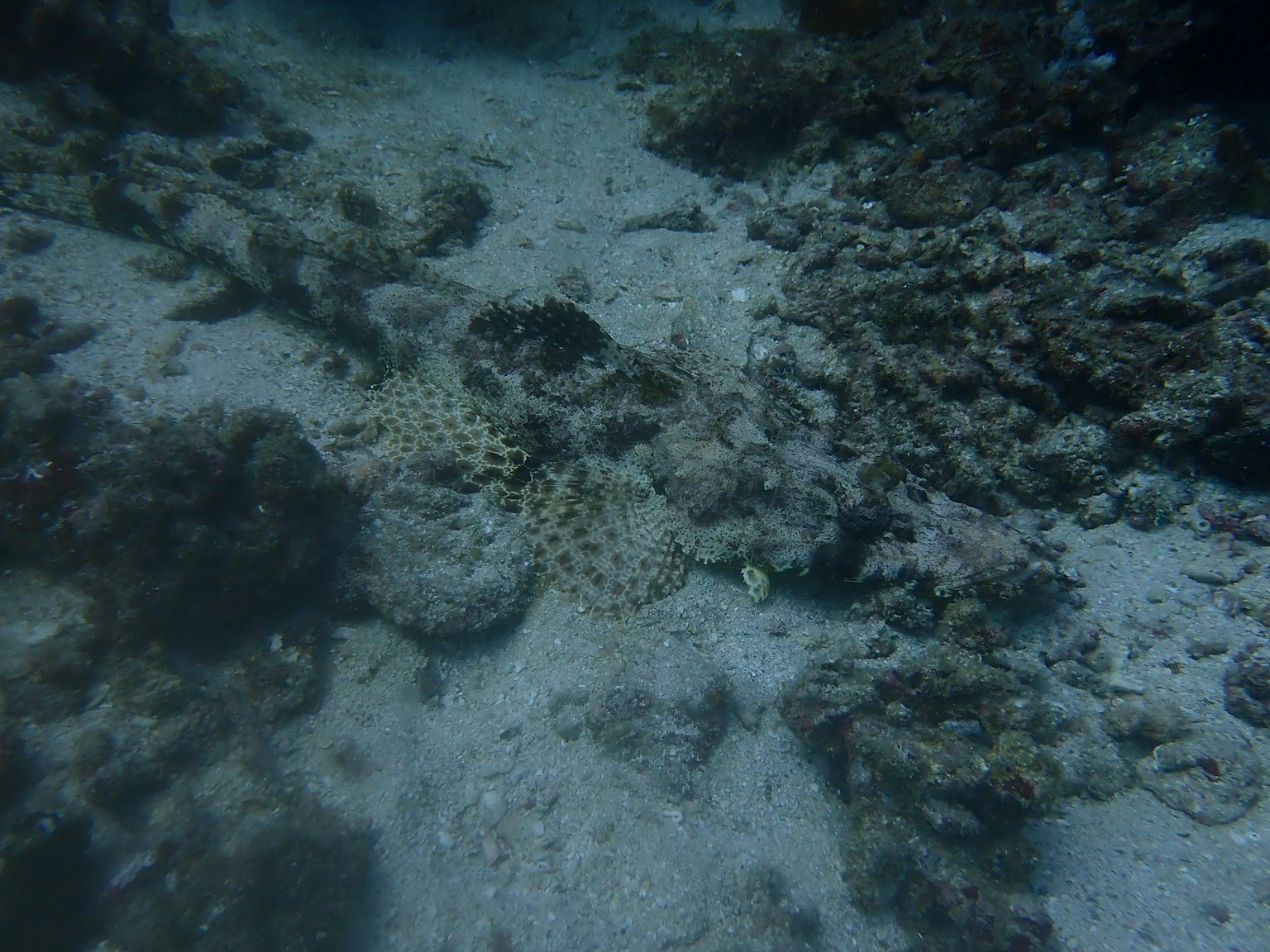 Pesce piccolo camuffato tra il corallo sul fondo dell'oceano