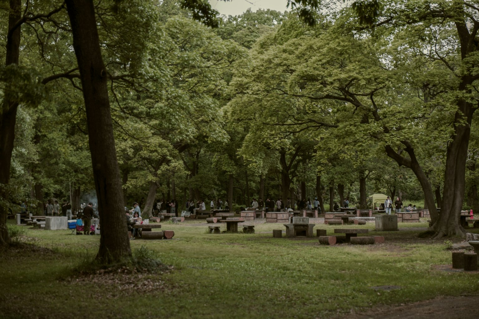 A lush forest park with people gathered around wooden benches and trees