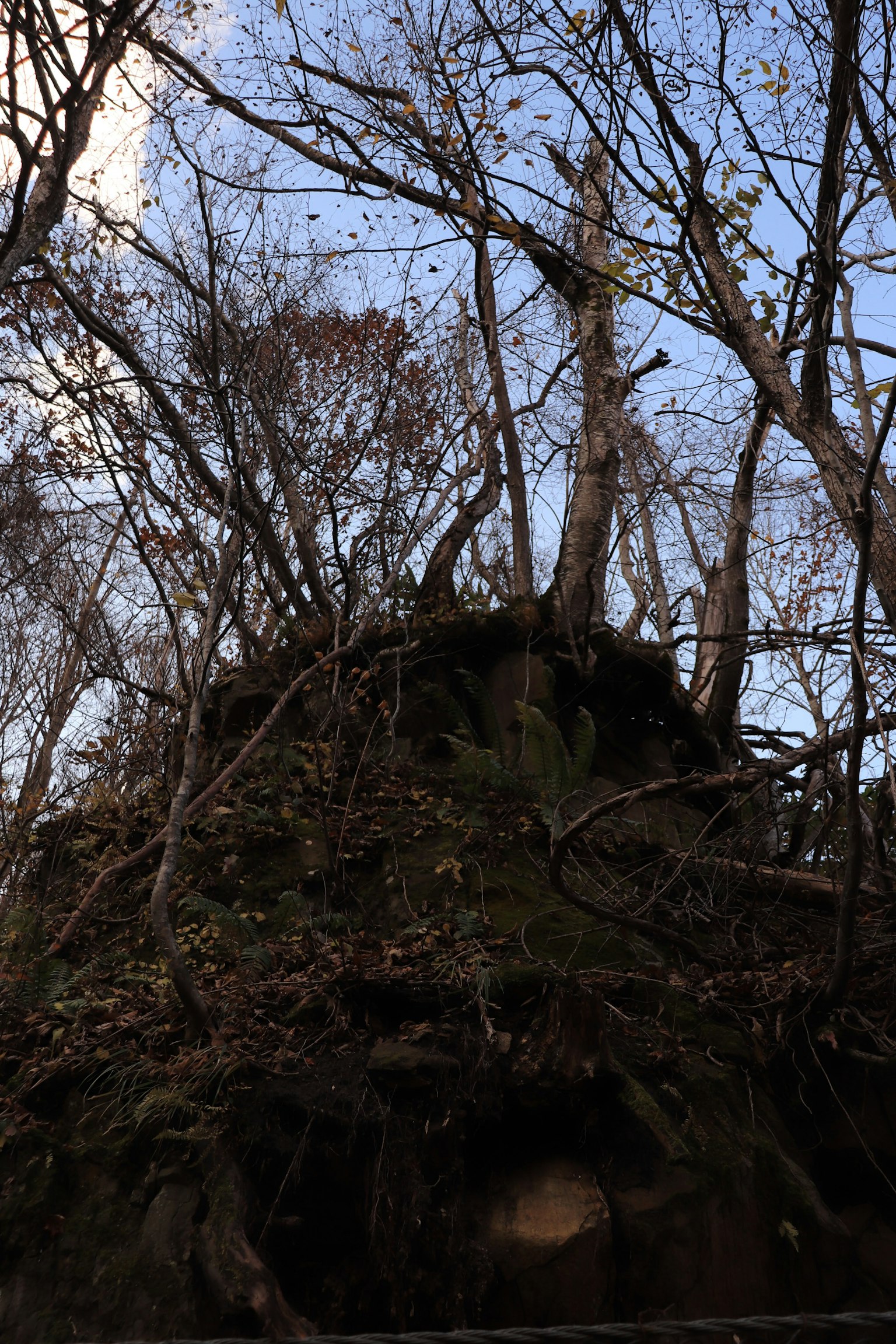 Rock-like structure covered in trees with blue sky
