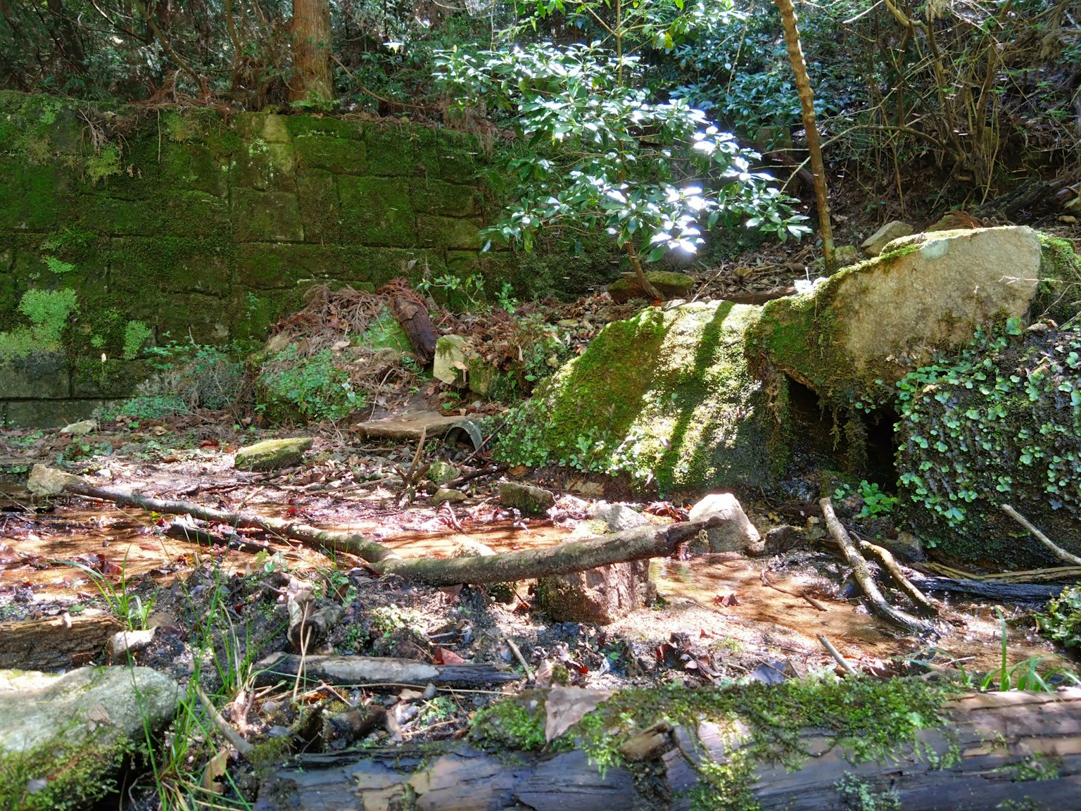 Vista panoramica di rocce e tronchi caduti in una foresta lussureggiante