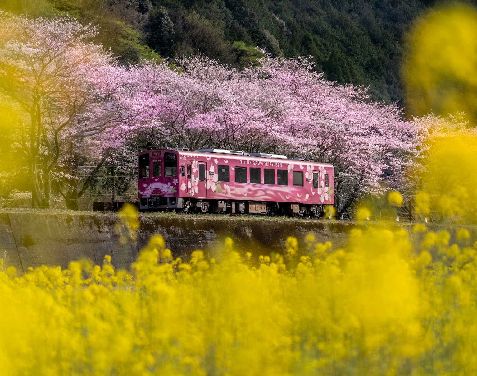 รถไฟสีชมพูที่วิ่งผ่านต้นซากุระและดอกไม้สีเหลือง