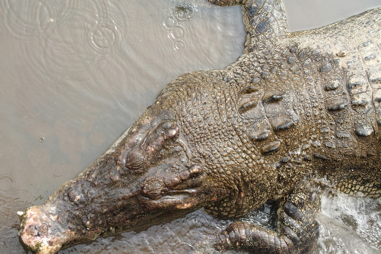 Close-up kepala buaya dan punggung berbentuk tekstur dalam air berlumpur
