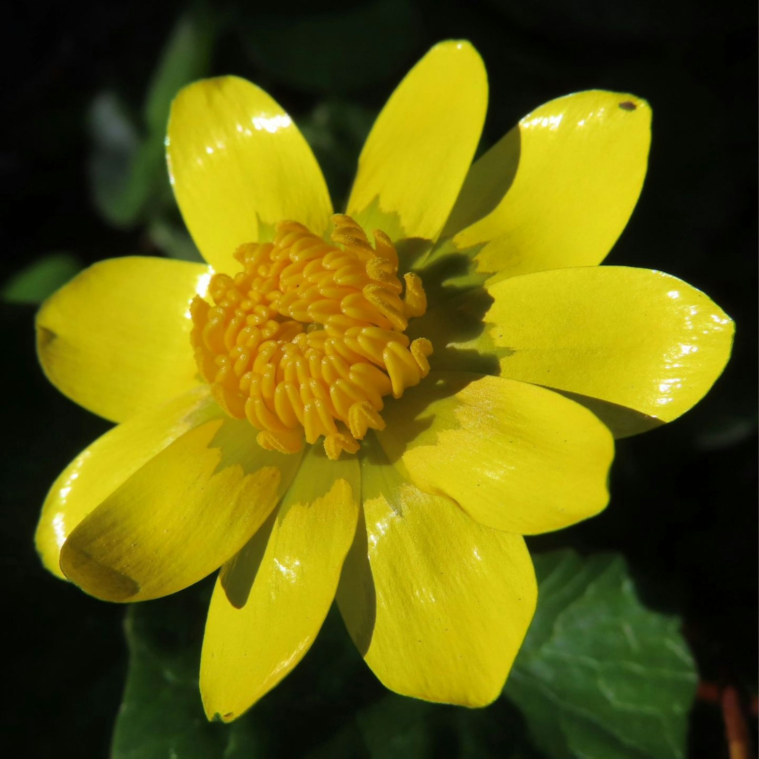 Fiore giallo brillante che sboccia con foglie verdi