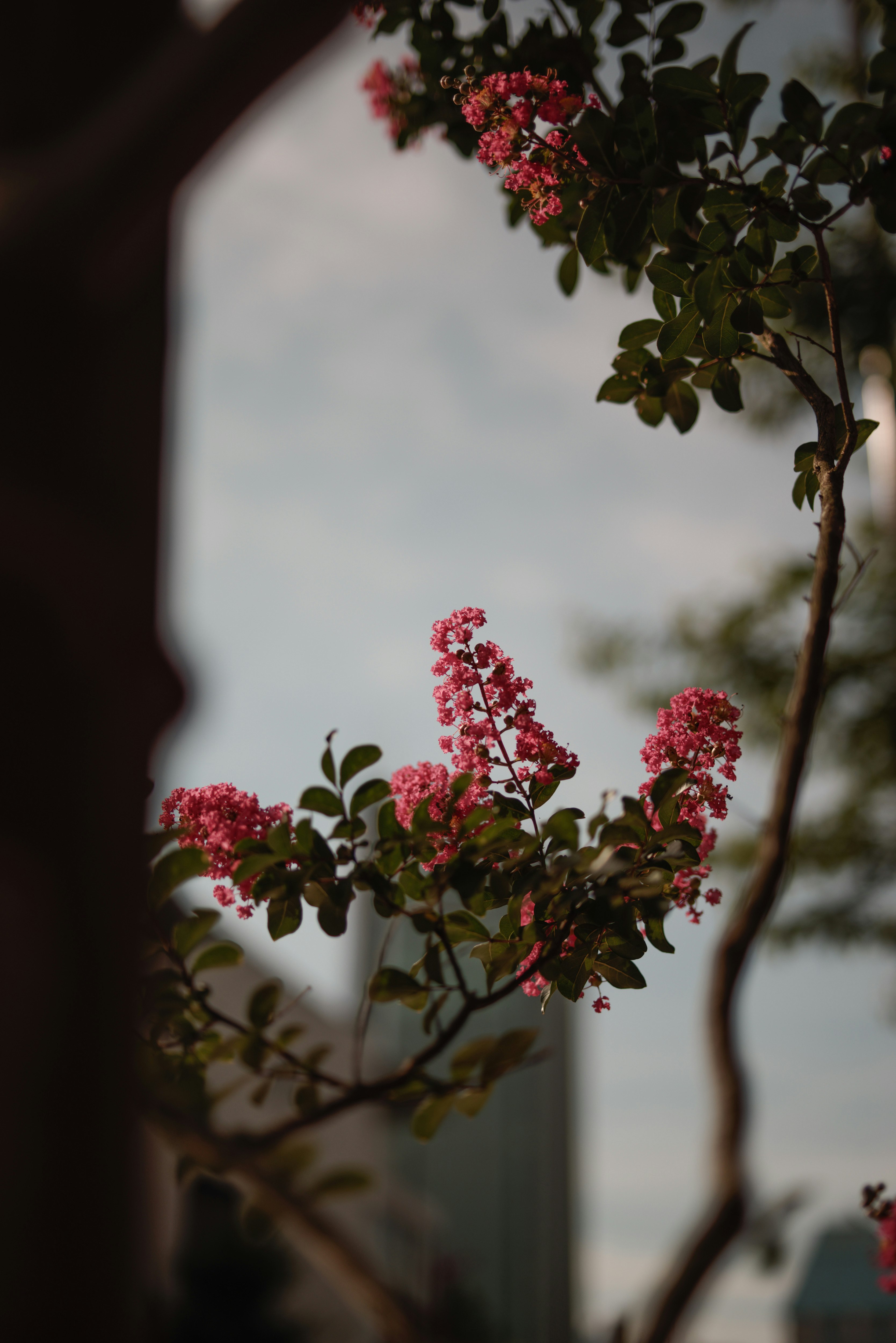Red crape myrtle blossoms and branch tips