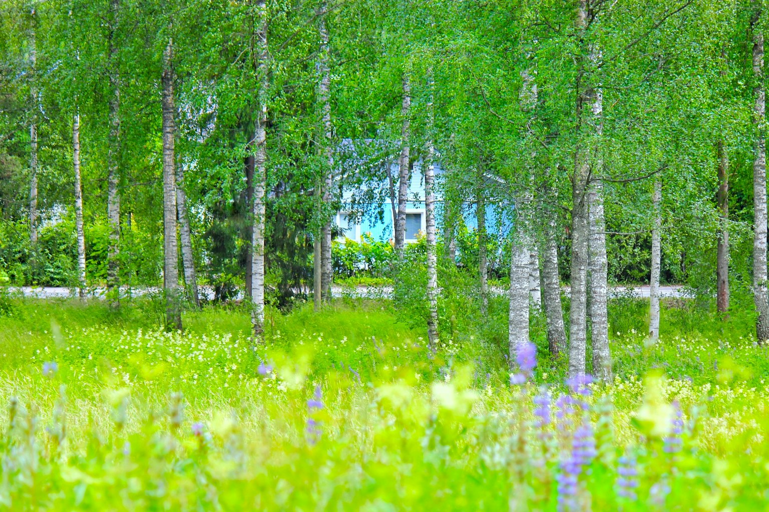 Naturlandschaft mit einem blauen Haus und grünen Bäumen