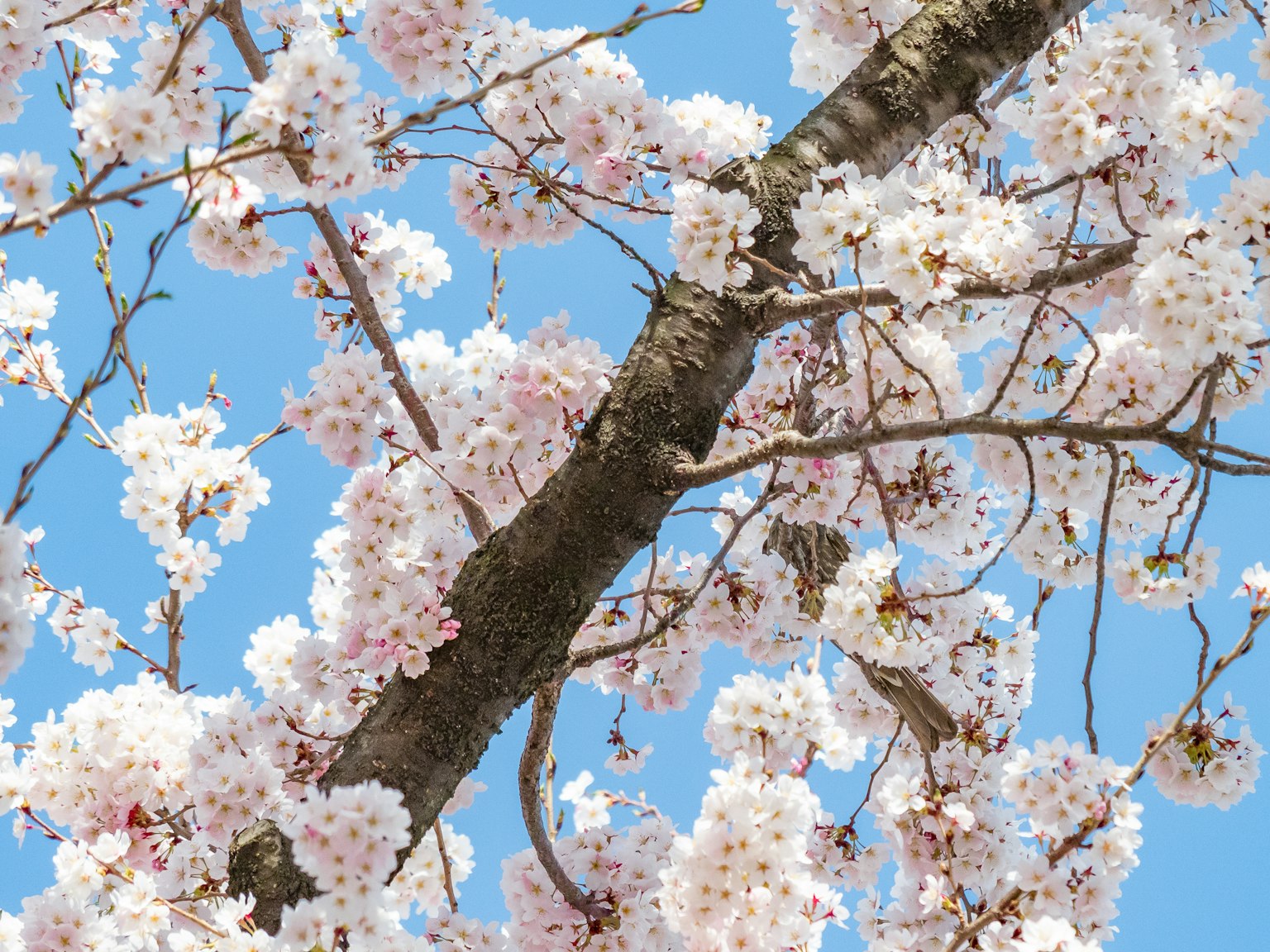 Close-up of cherry blossoms and branches against a blue sky