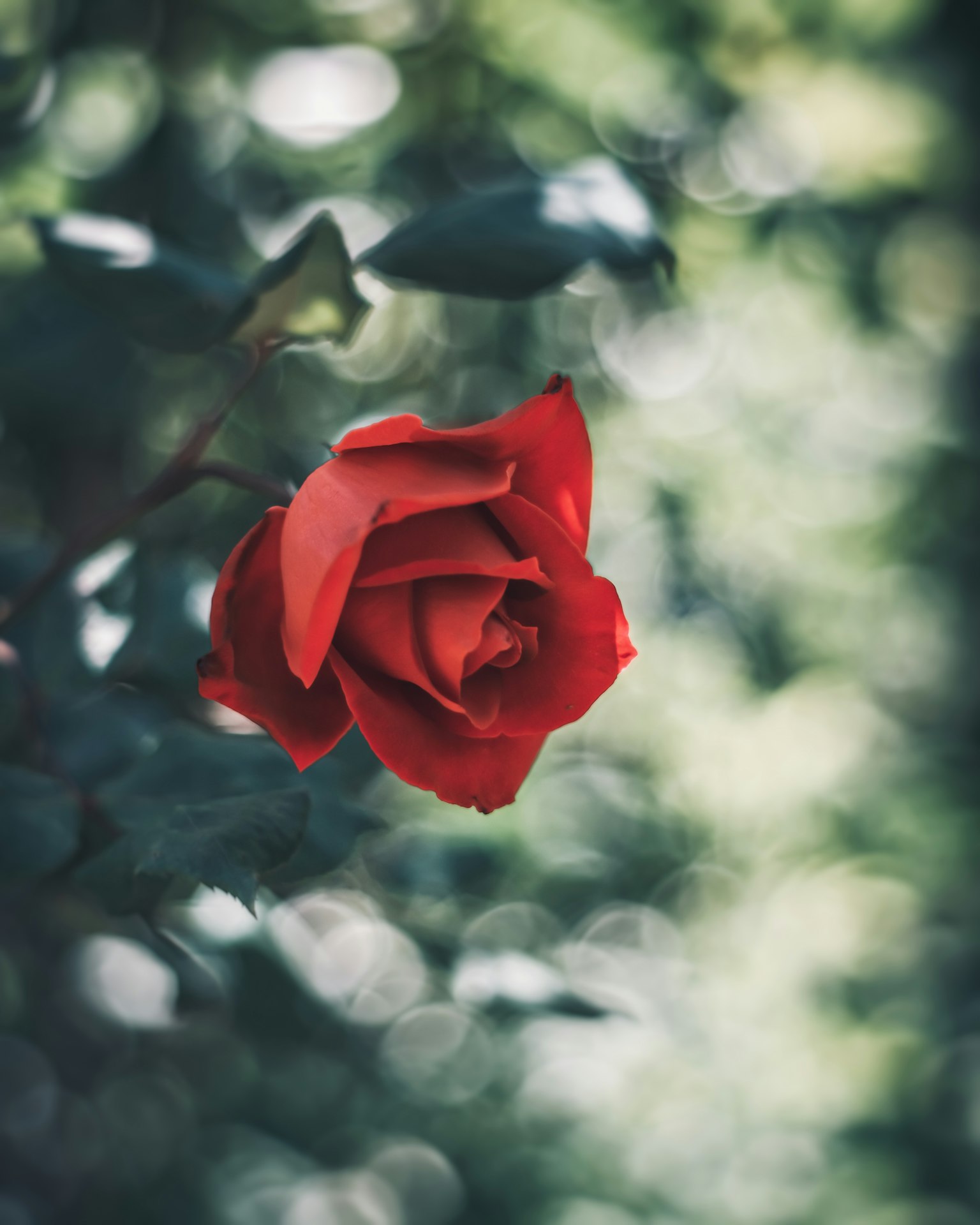 Una vibrante rosa rossa si staglia su uno sfondo verde