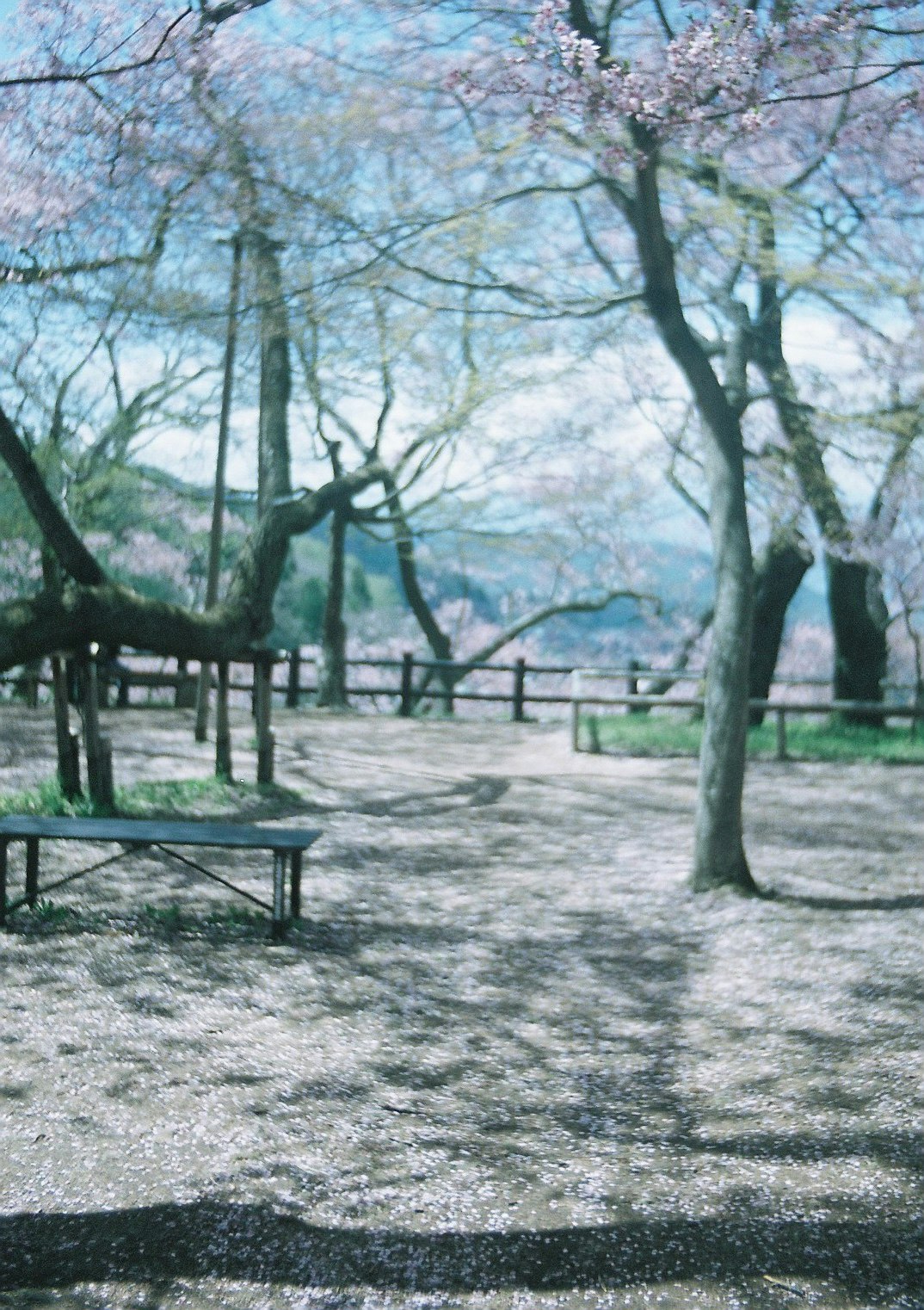 桜の木が並ぶ公園の芝生とベンチ