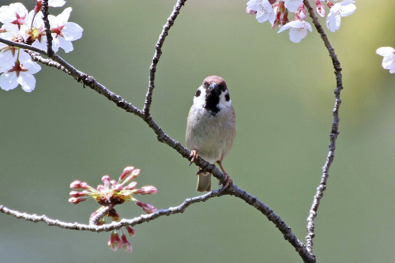 Un petit oiseau perché sur une branche avec des fleurs de cerisier