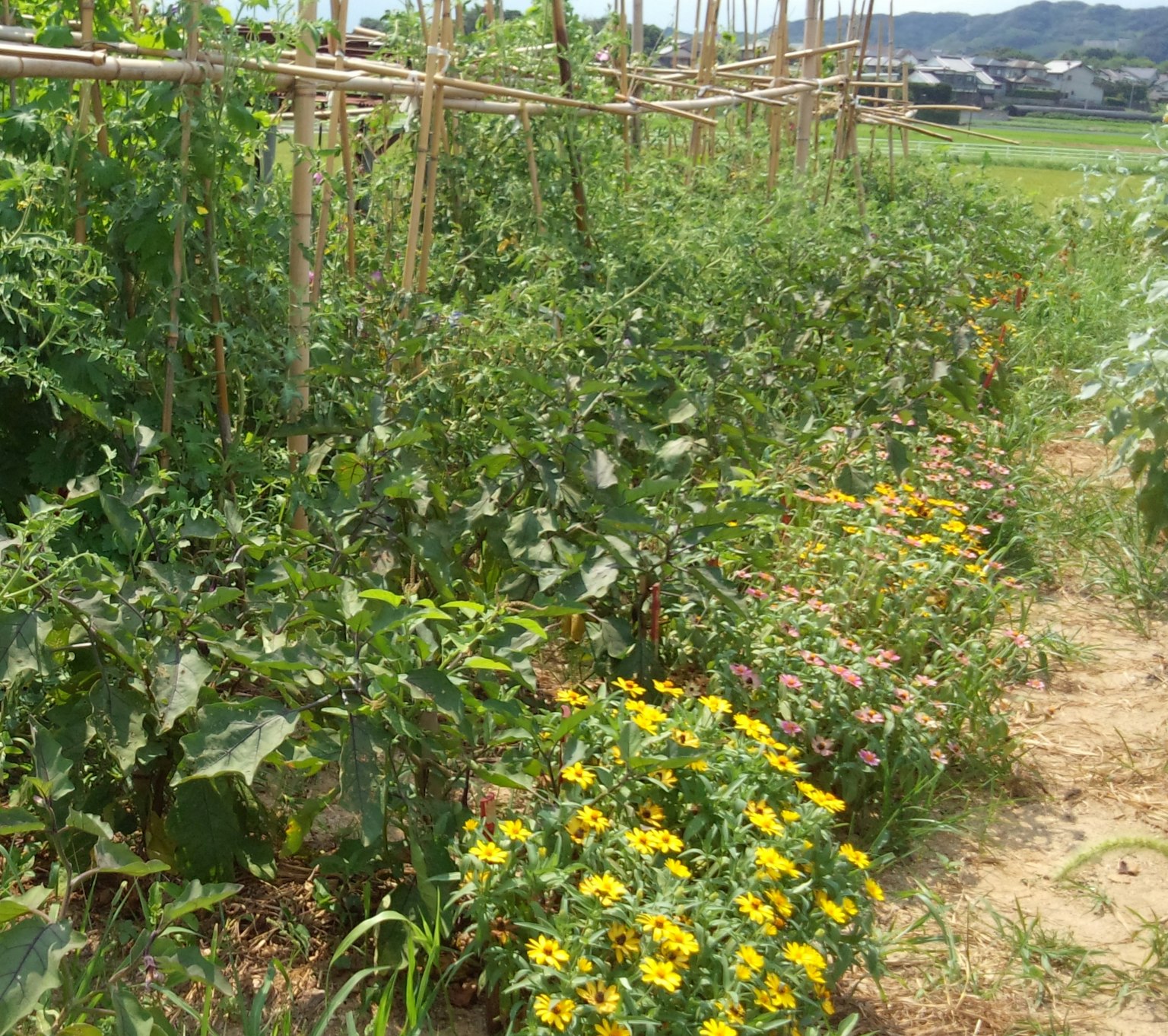 Kebun sayur subur dengan bunga yang mekar dan tanaman hijau
