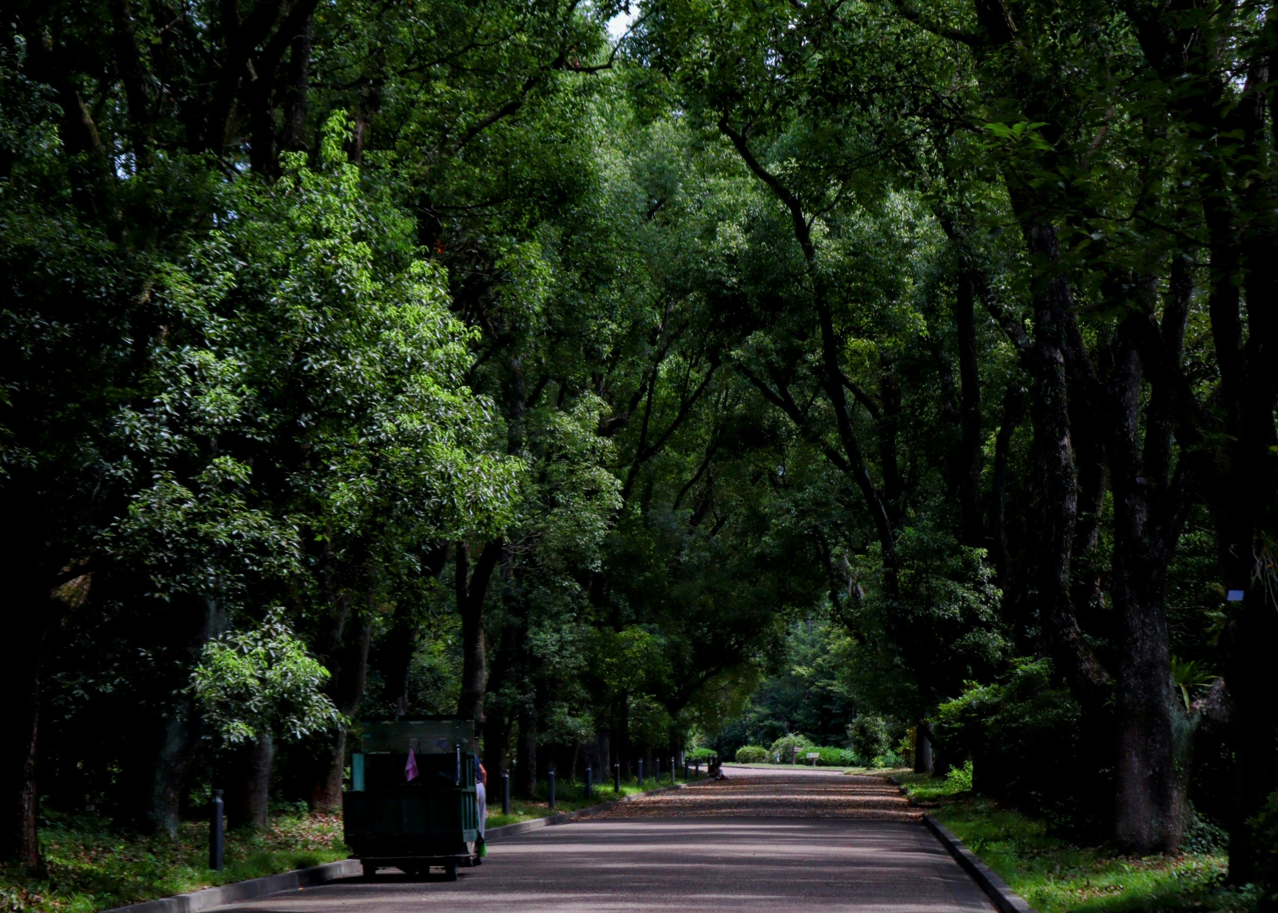 ทางเดินเรียงต้นไม้ที่ Kyoto Prefectural Botanical Gardens พร้อมรถและความเขียวชอุ่ม
