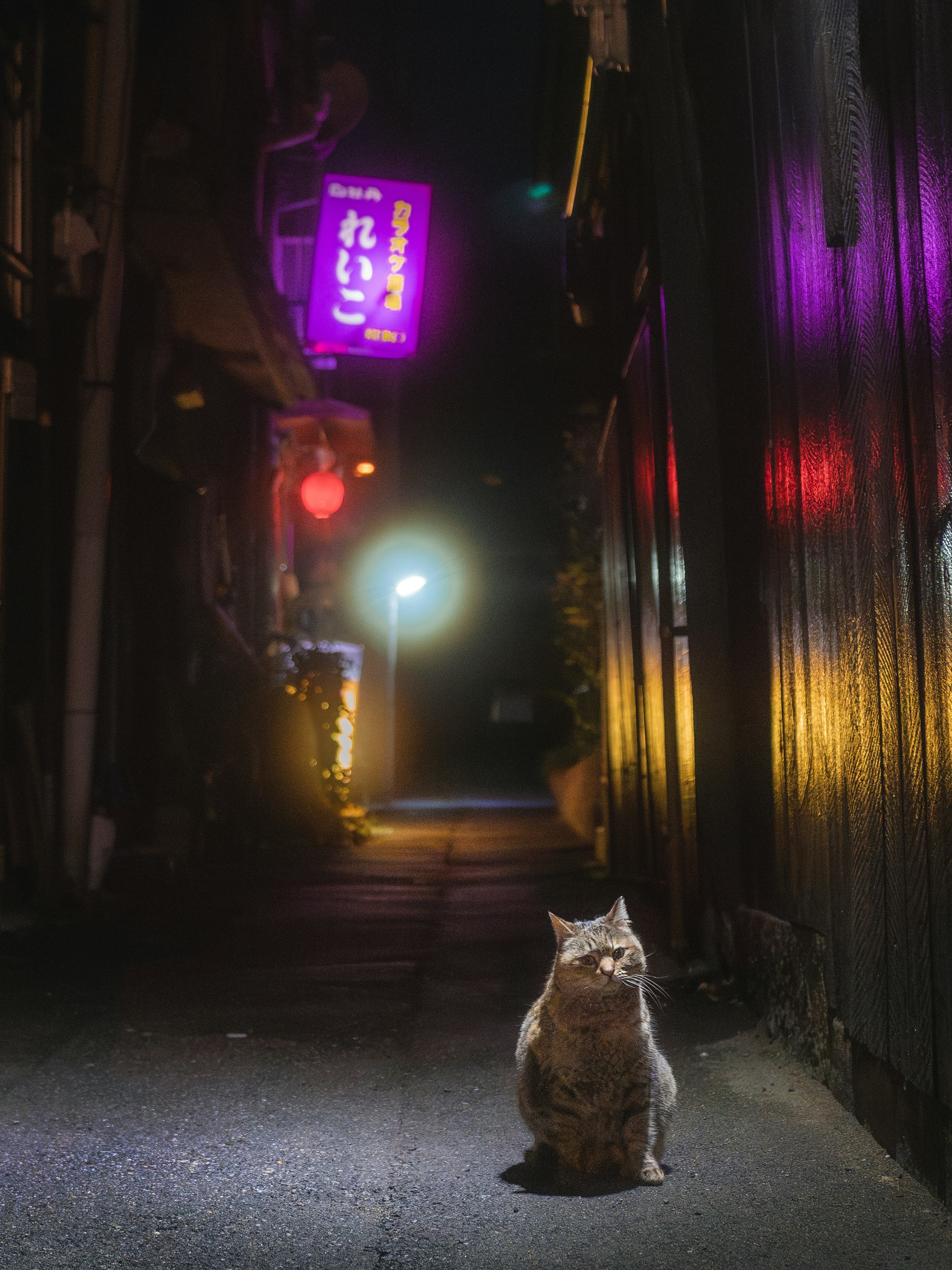 Eine Katze wartet in einer nächtlichen Gasse