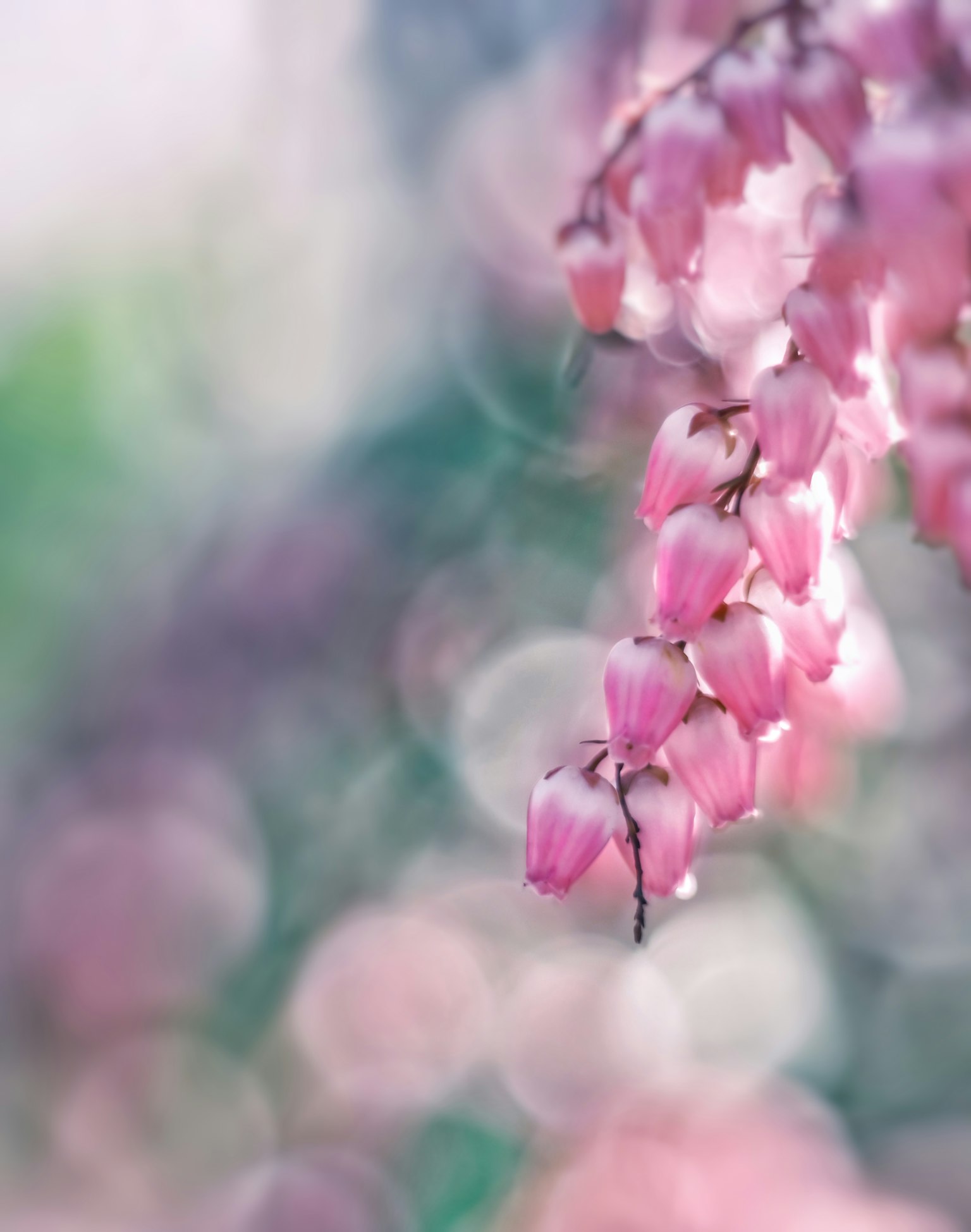 Zarte rosa Blumen hängen mit einem schönen Bokeh-Hintergrund