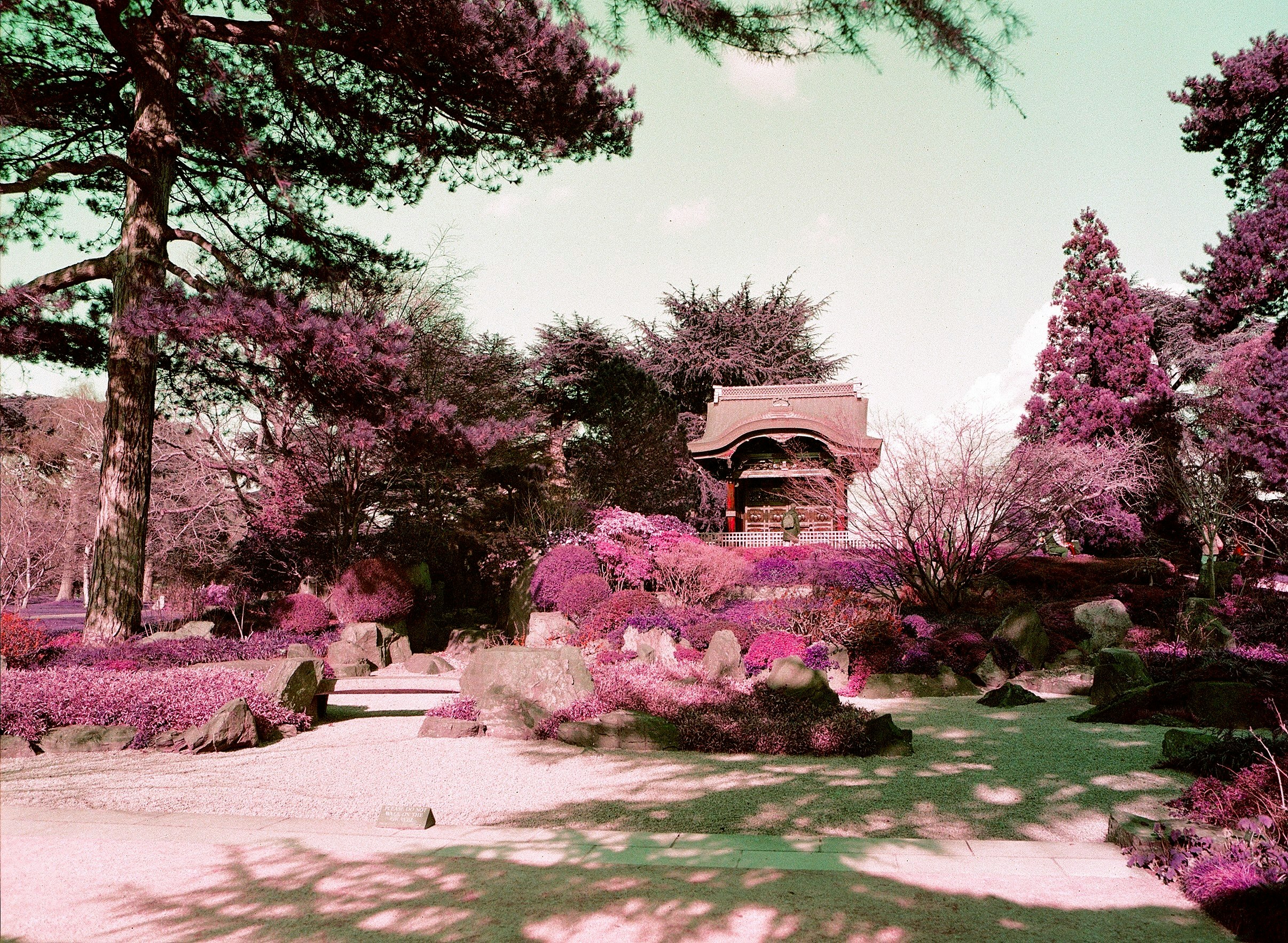 美しい庭園の風景 緑とピンクの色合いの木々と花が特徴的