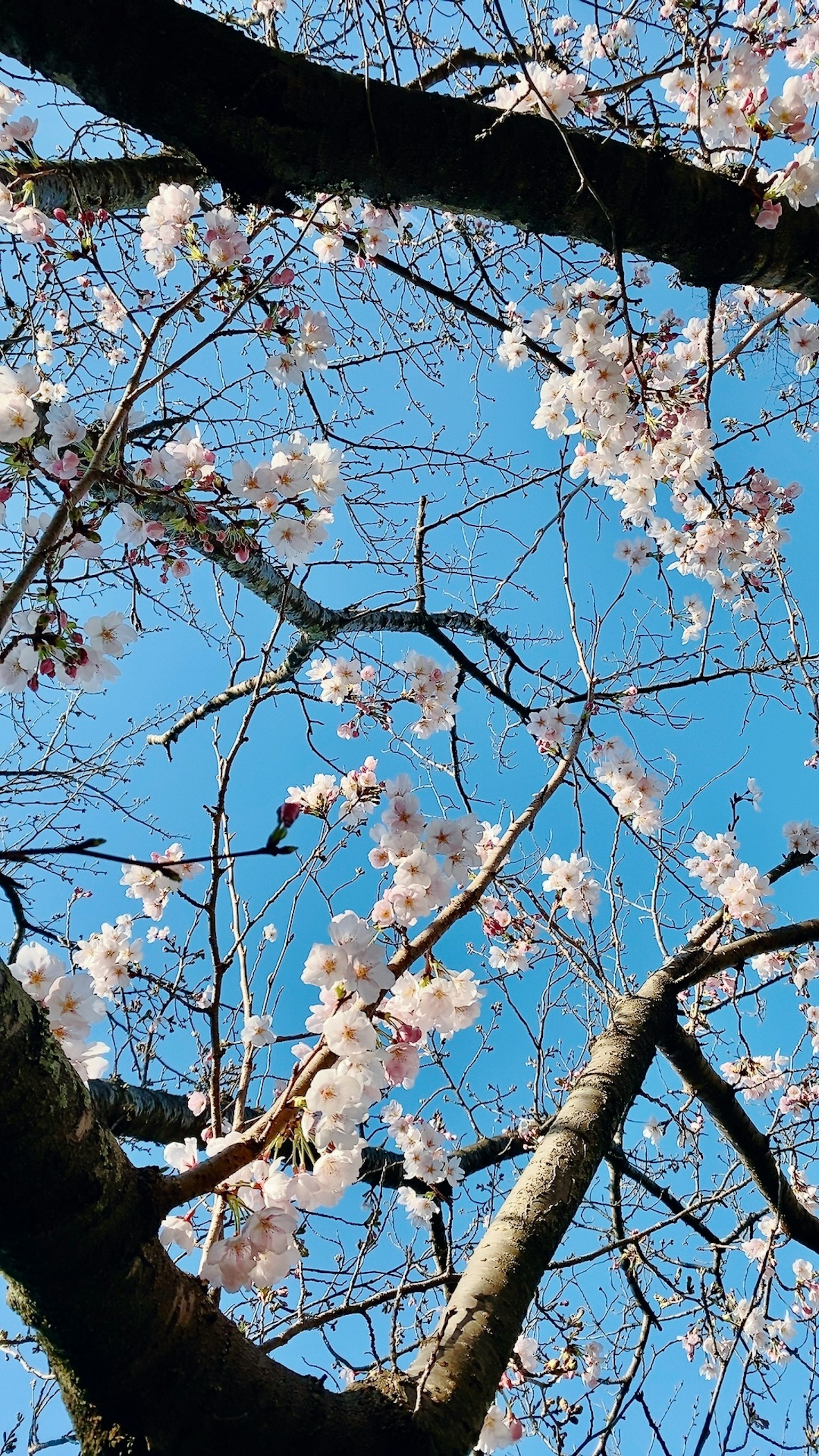 Gros plan des fleurs de cerisier et des branches contre un ciel bleu