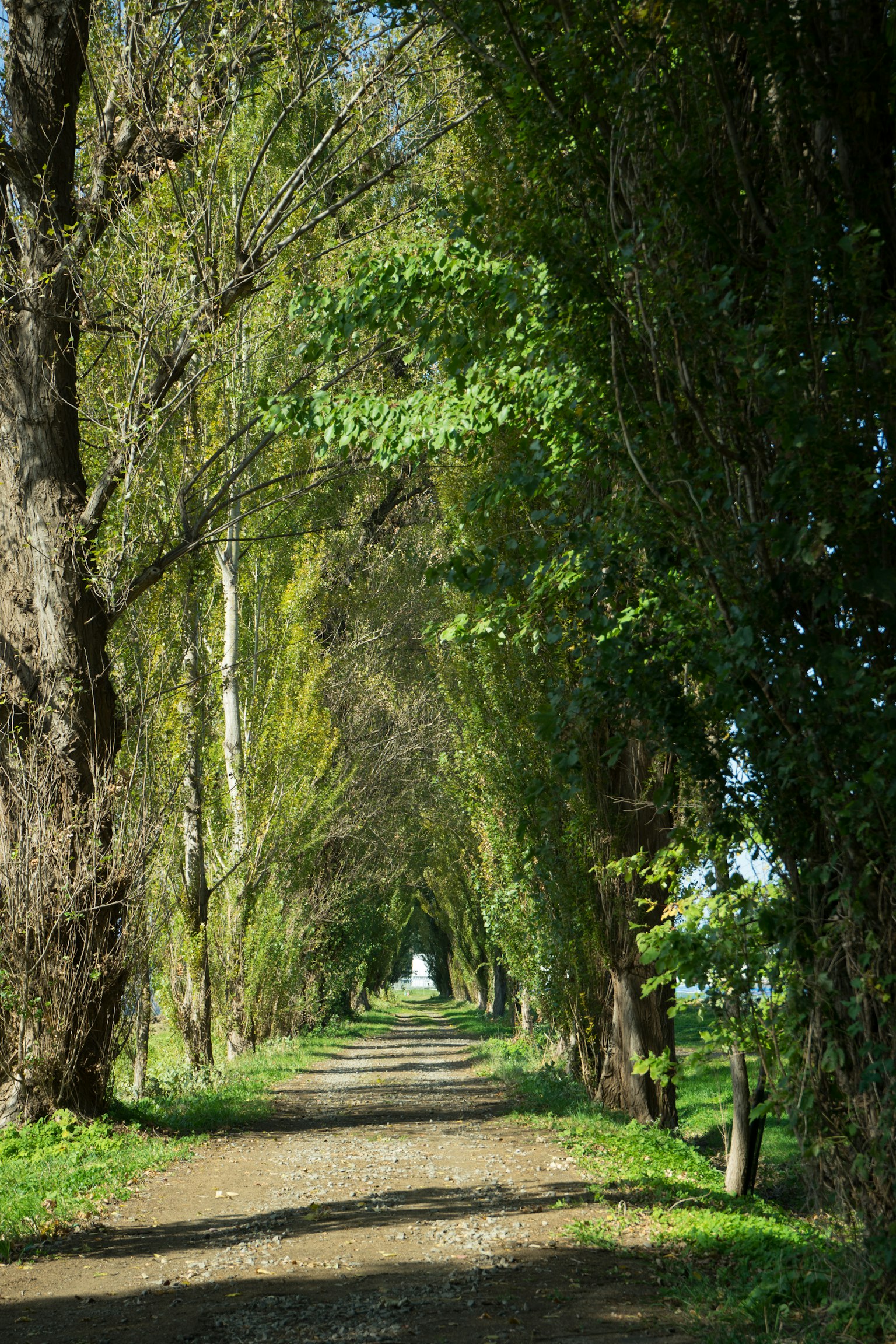 Malerischer Weg gesäumt von hohen grünen Bäumen