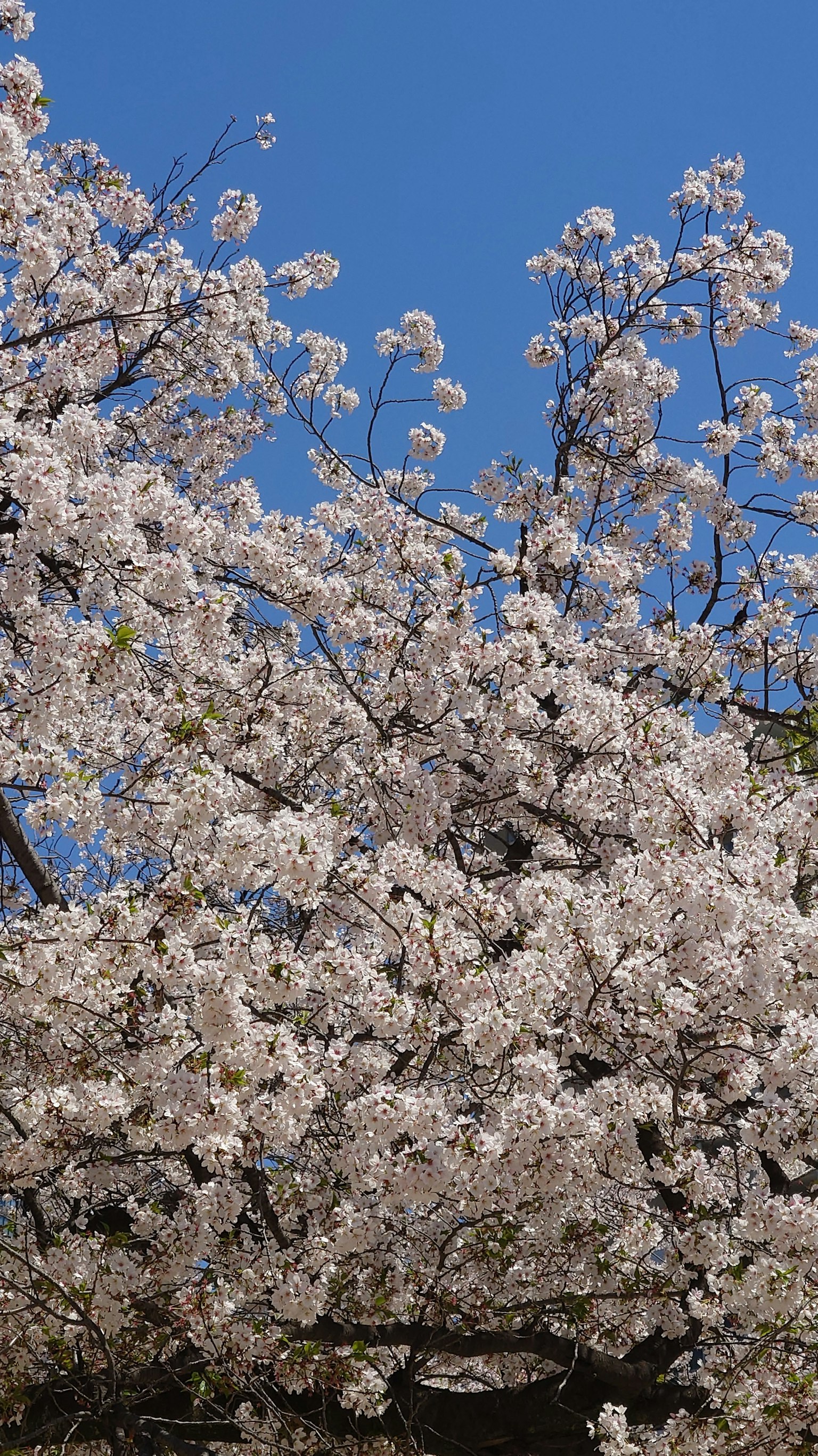 Bunga sakura mekar sempurna di bawah langit biru jernih