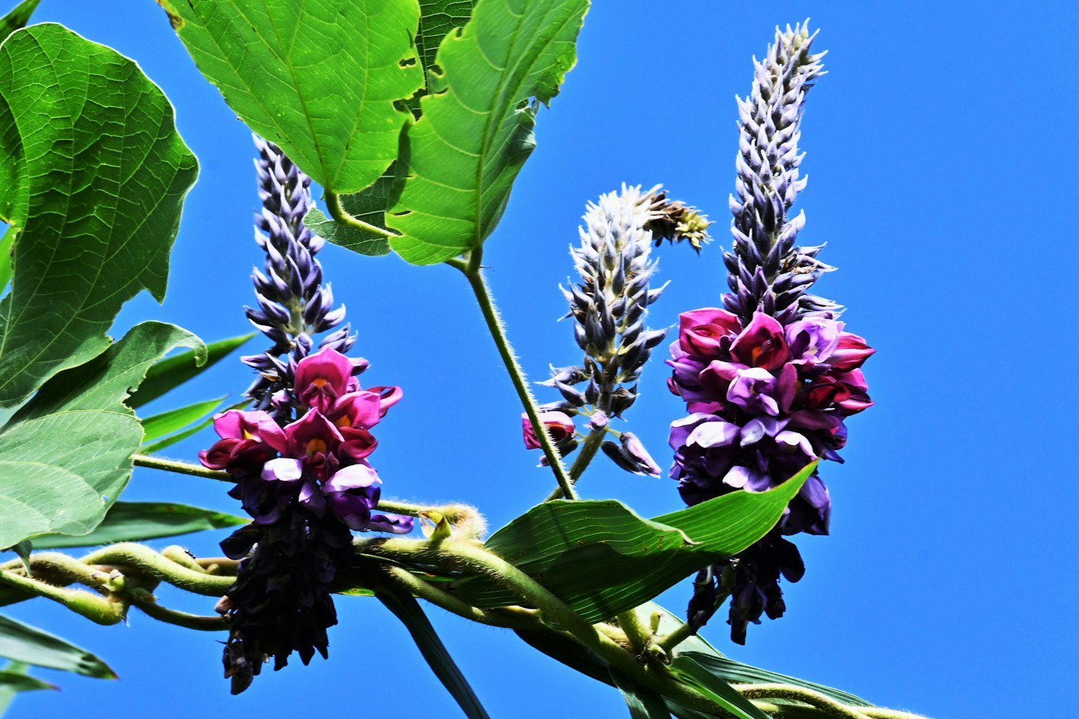 Planta con flores moradas y hojas verdes contra un cielo azul