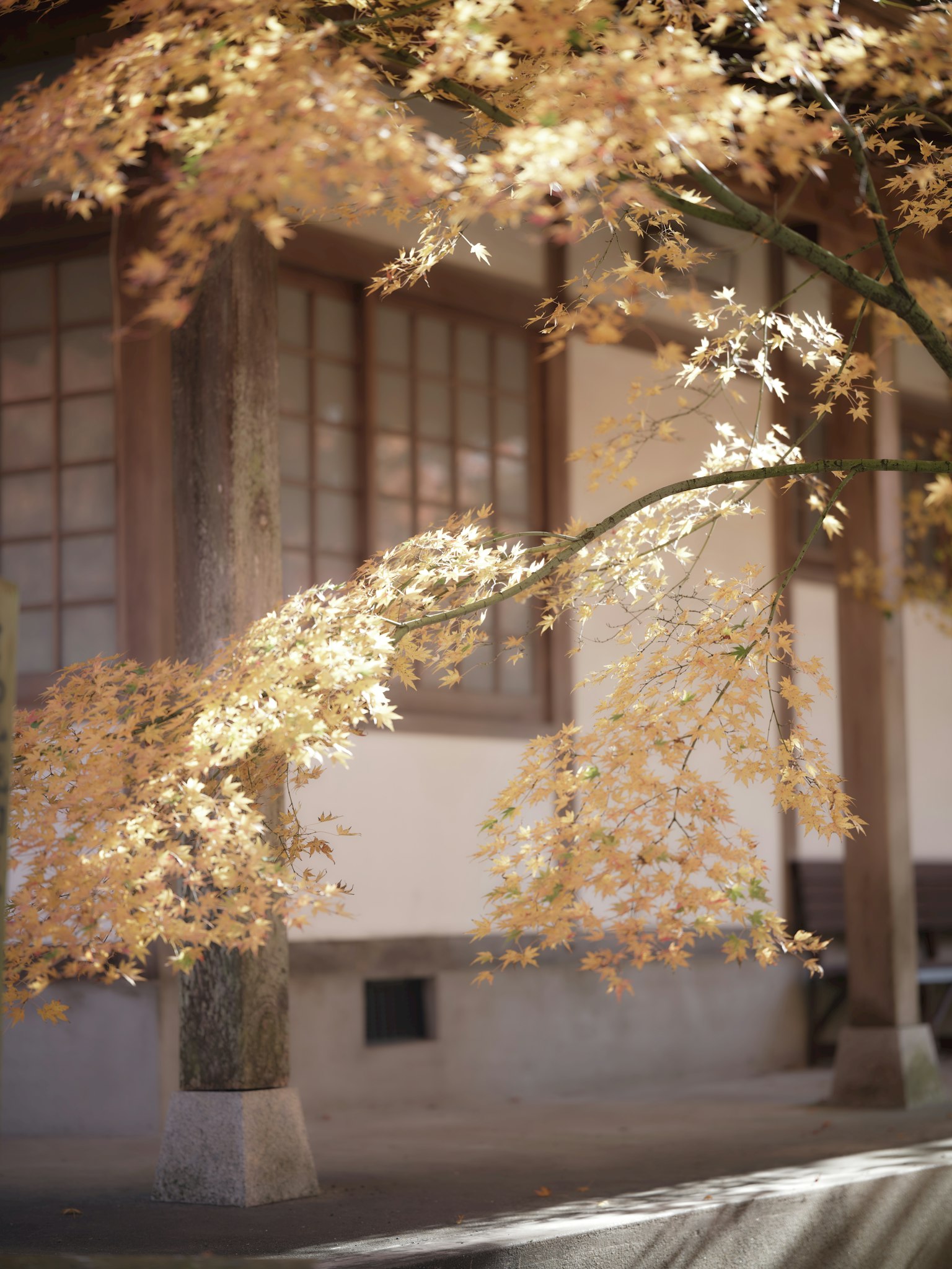 秋天的树叶与传统日本建筑的景色