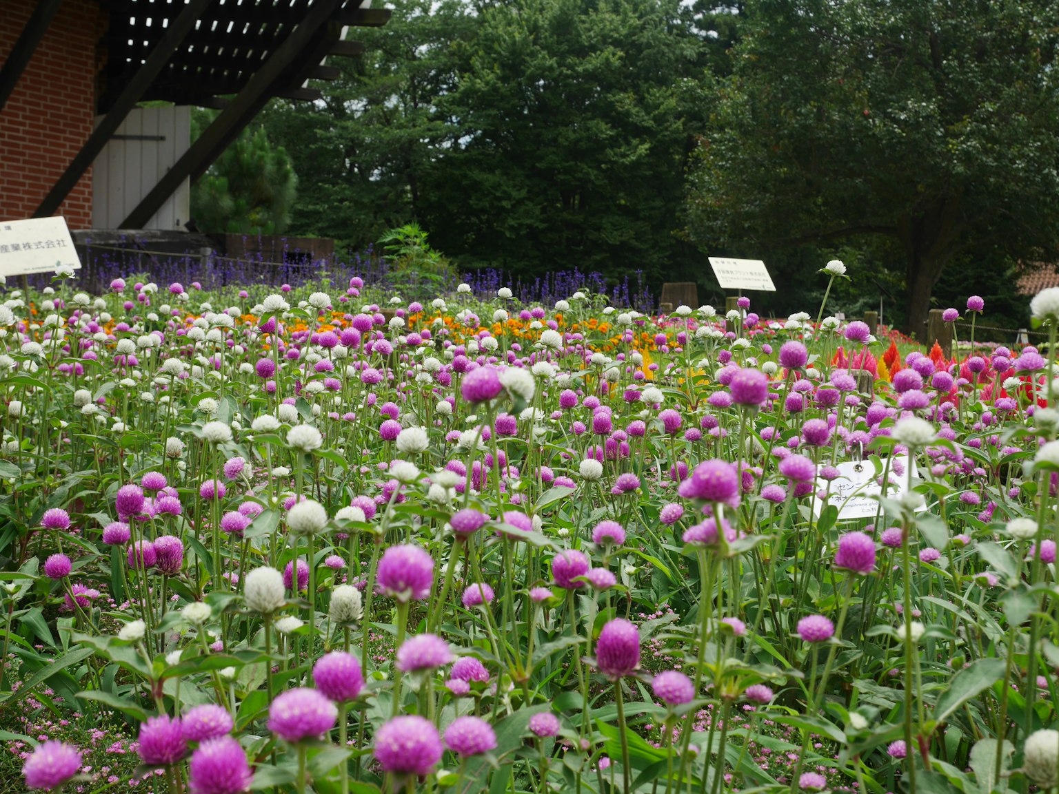 Scène de jardin vibrante avec des fleurs colorées en fleurs