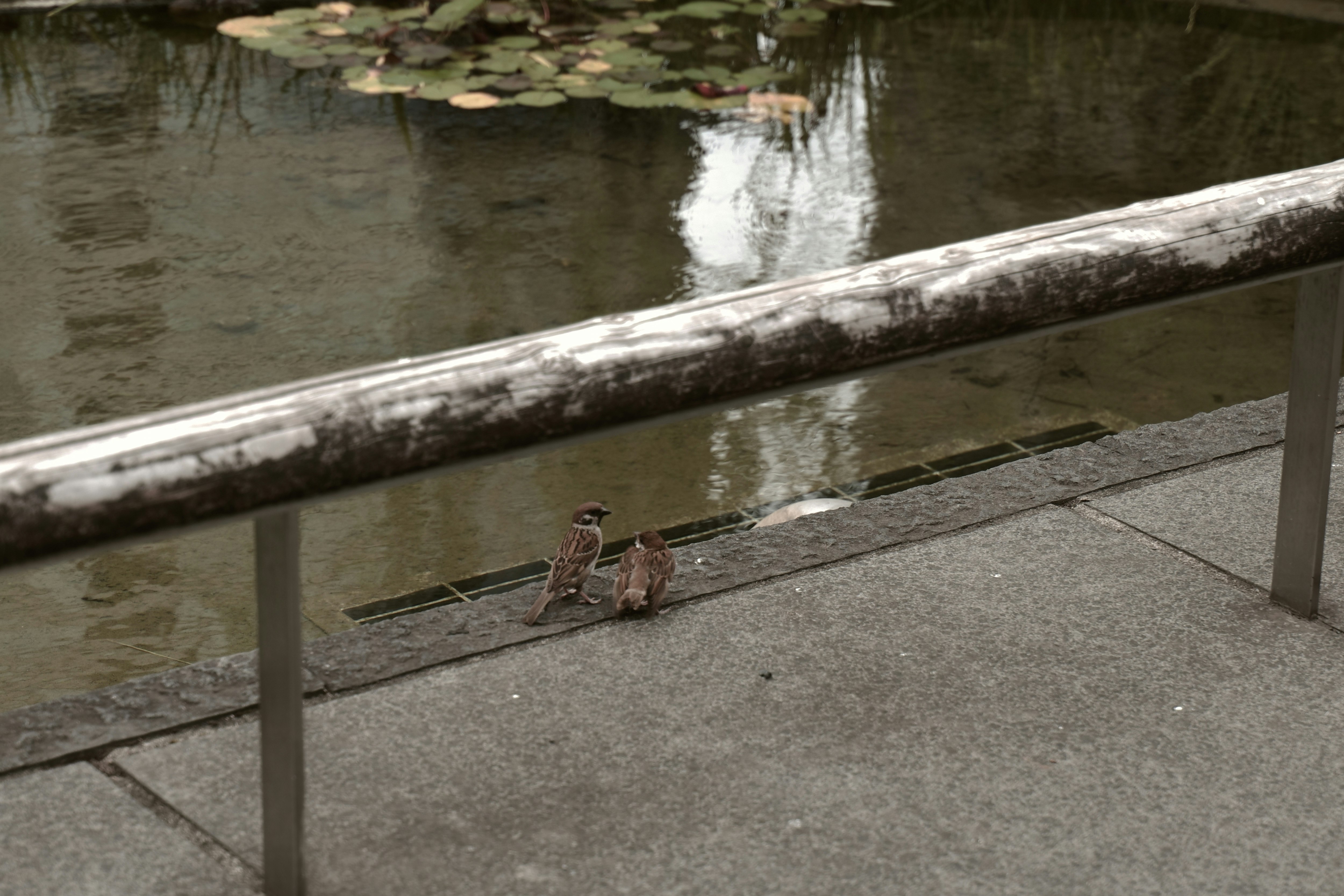 公園の池のそばで水面を見つめる親子