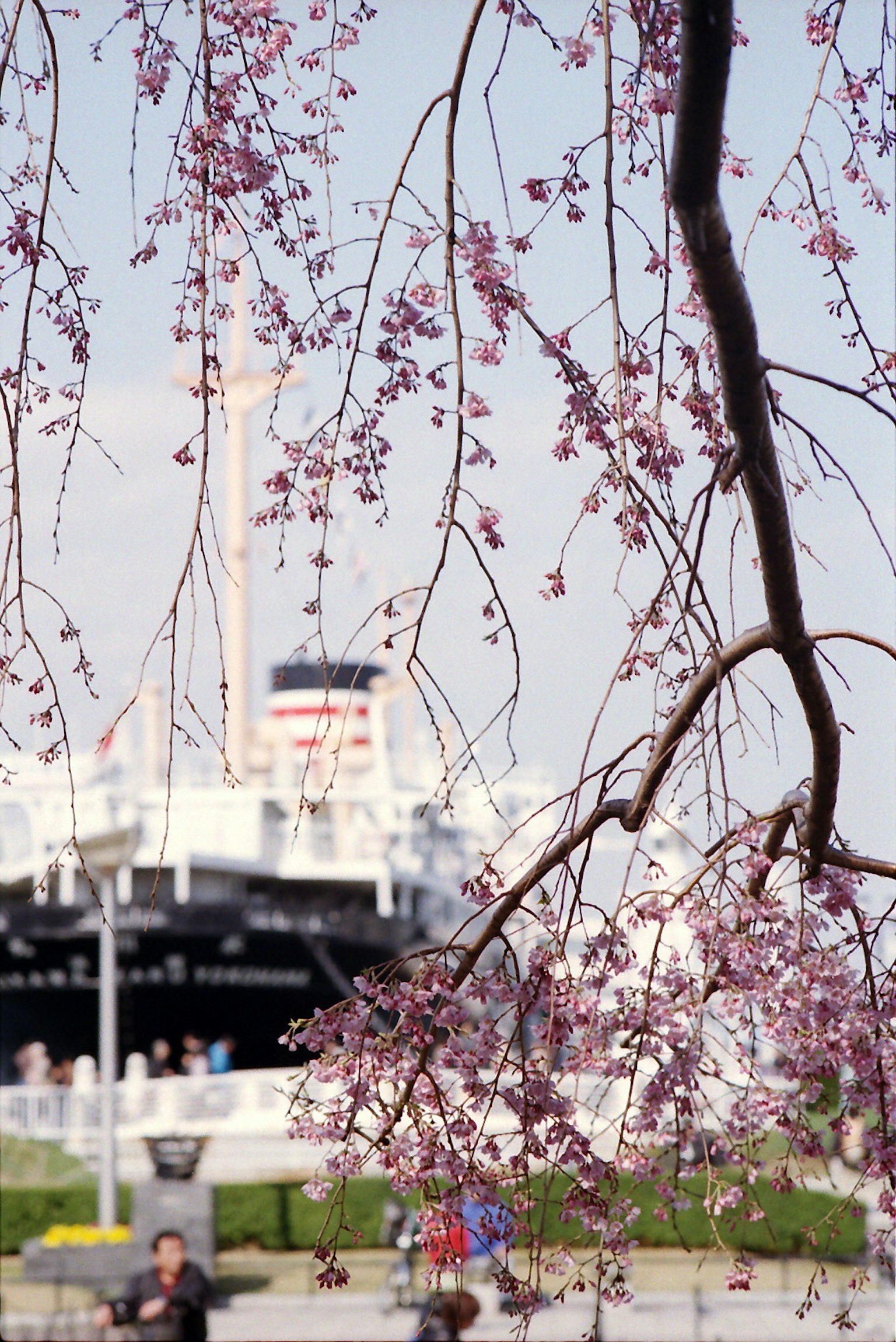 Una rama con flores de cerezo en primer plano con un gran barco de fondo