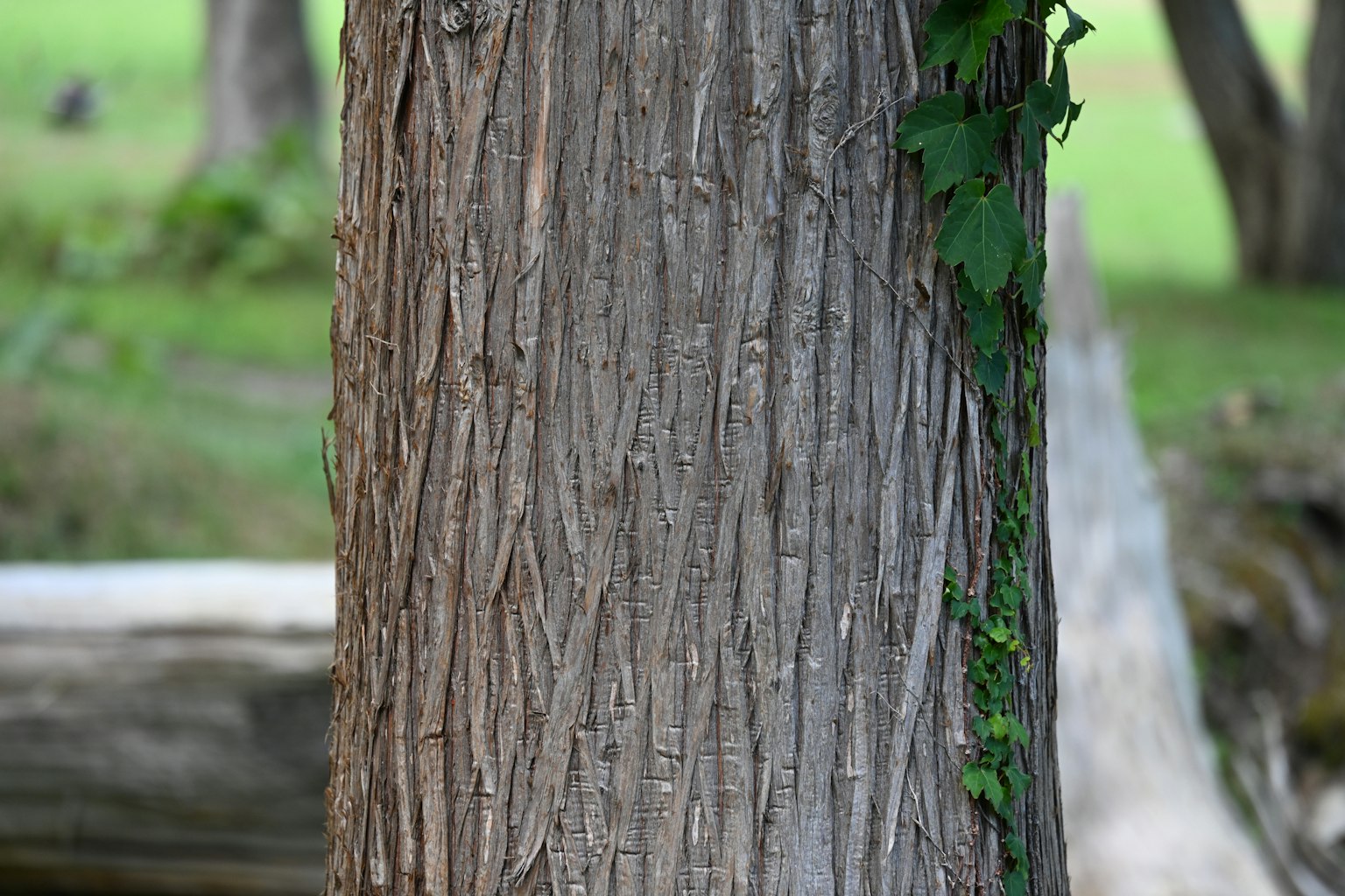 Tronco d'albero con edera e texture della corteccia unica
