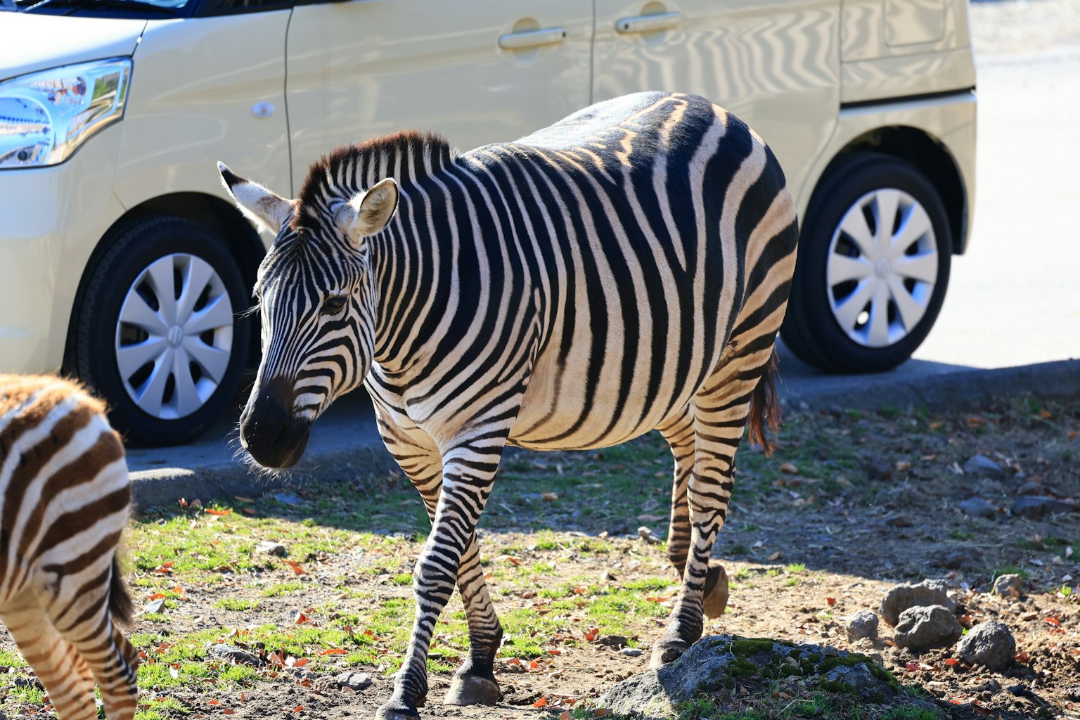 Ein Zebra, das nahe einem Auto läuft