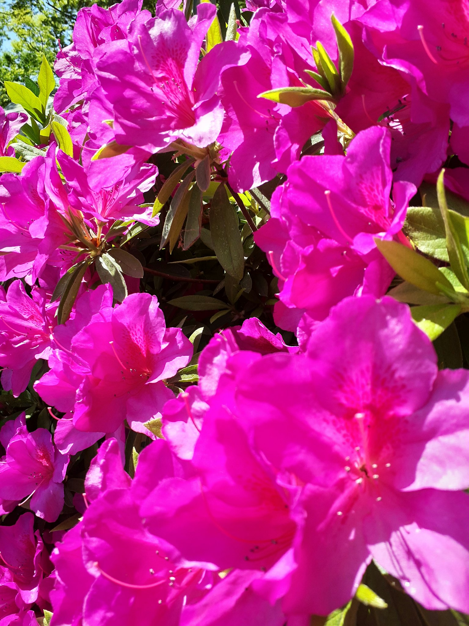 Fleurs d'azalée roses vives groupées en pleine floraison