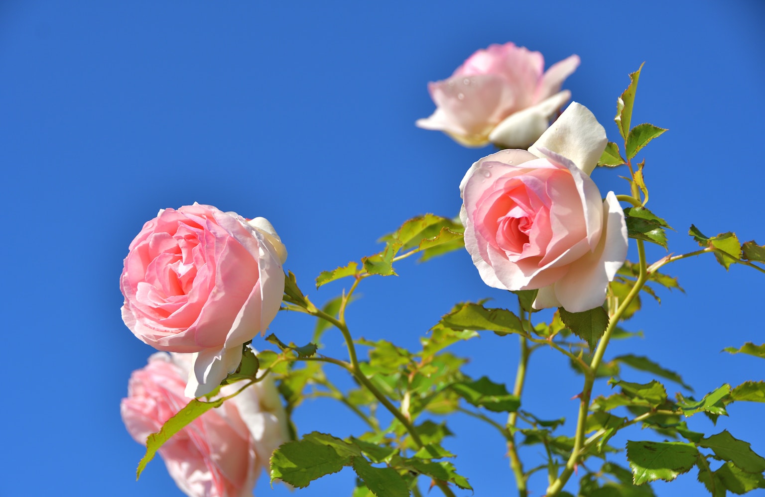 Rose rosa che fioriscono contro un cielo blu chiaro