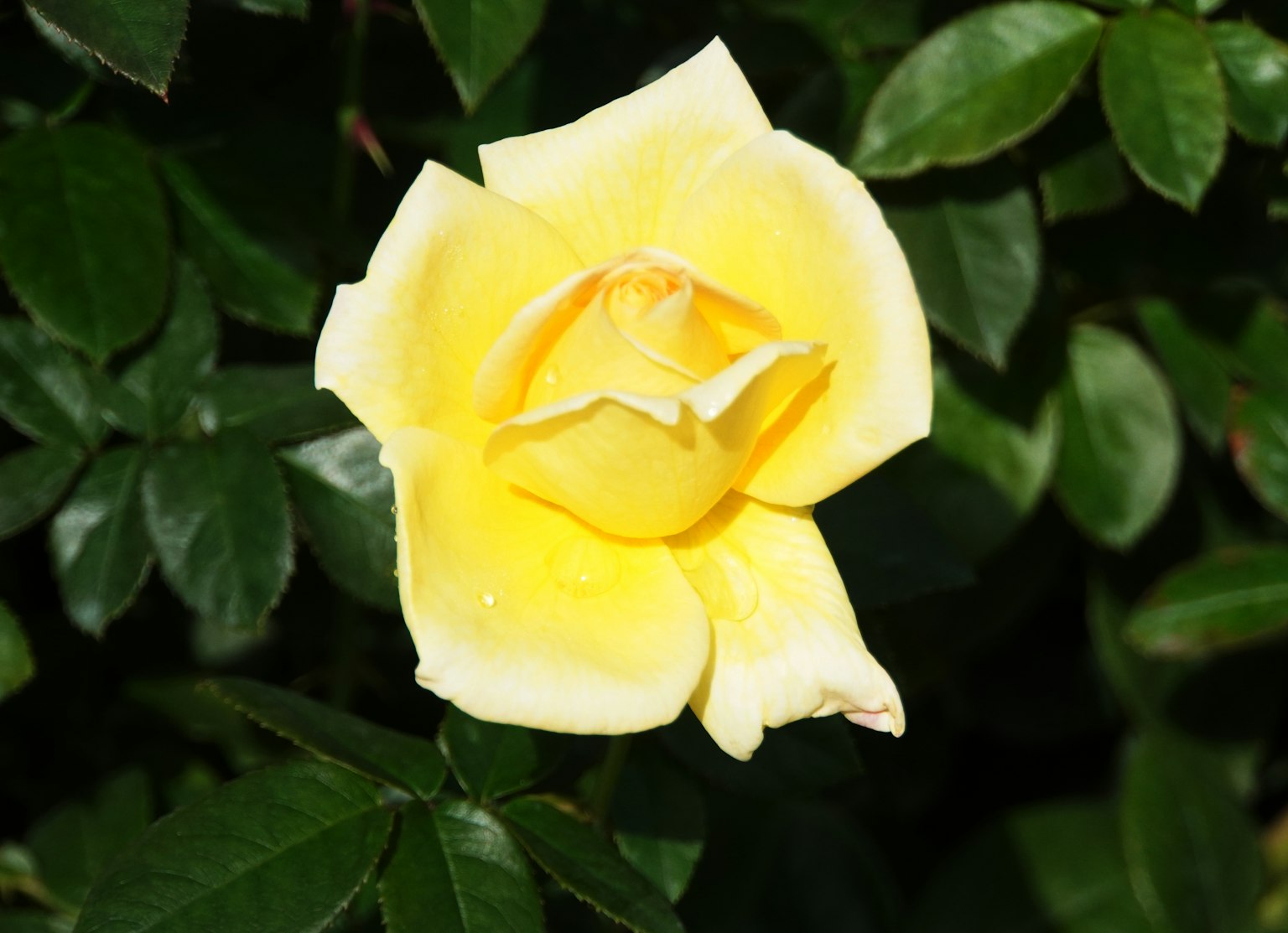 Eine leuchtend gelbe Rose umgeben von grünen Blättern