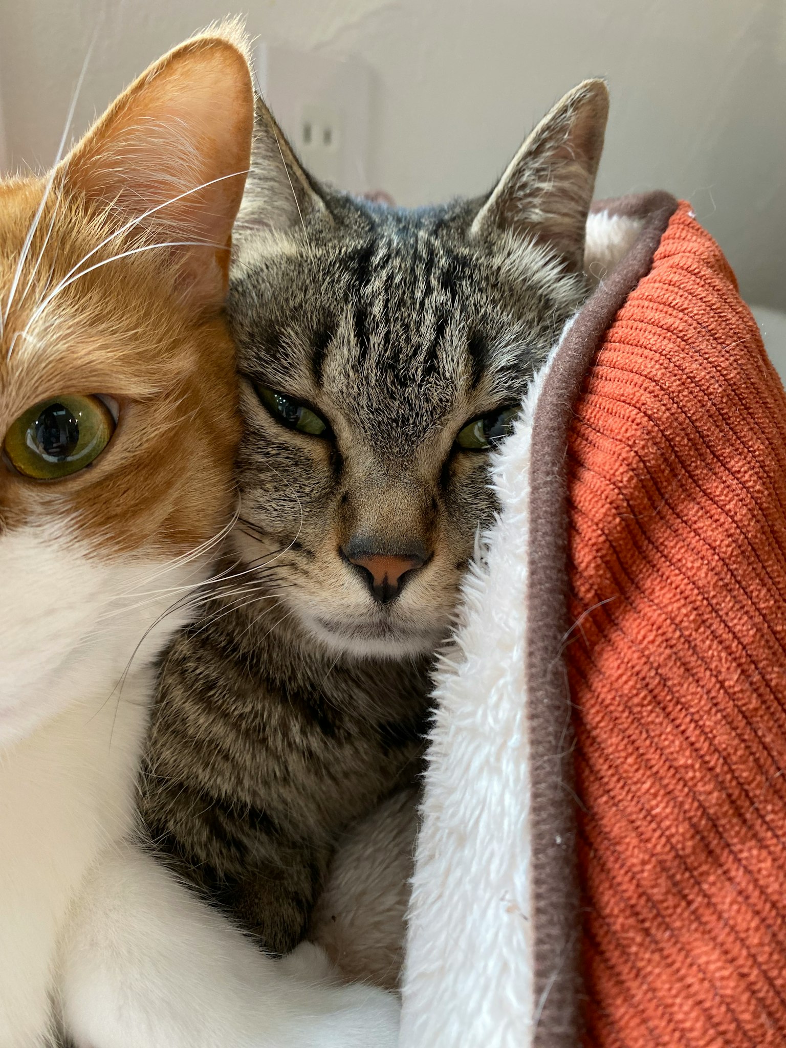 Gatto arancione e gatto tigrato grigio abbracciati