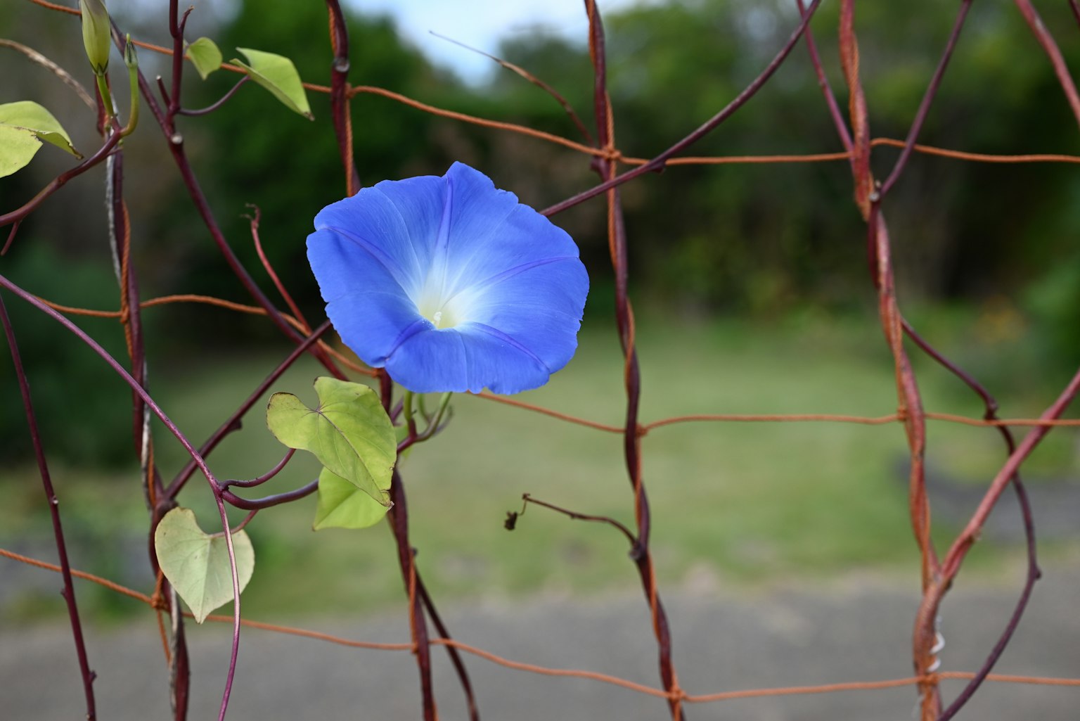 Fleur bleue sur une clôture couverte de vignes