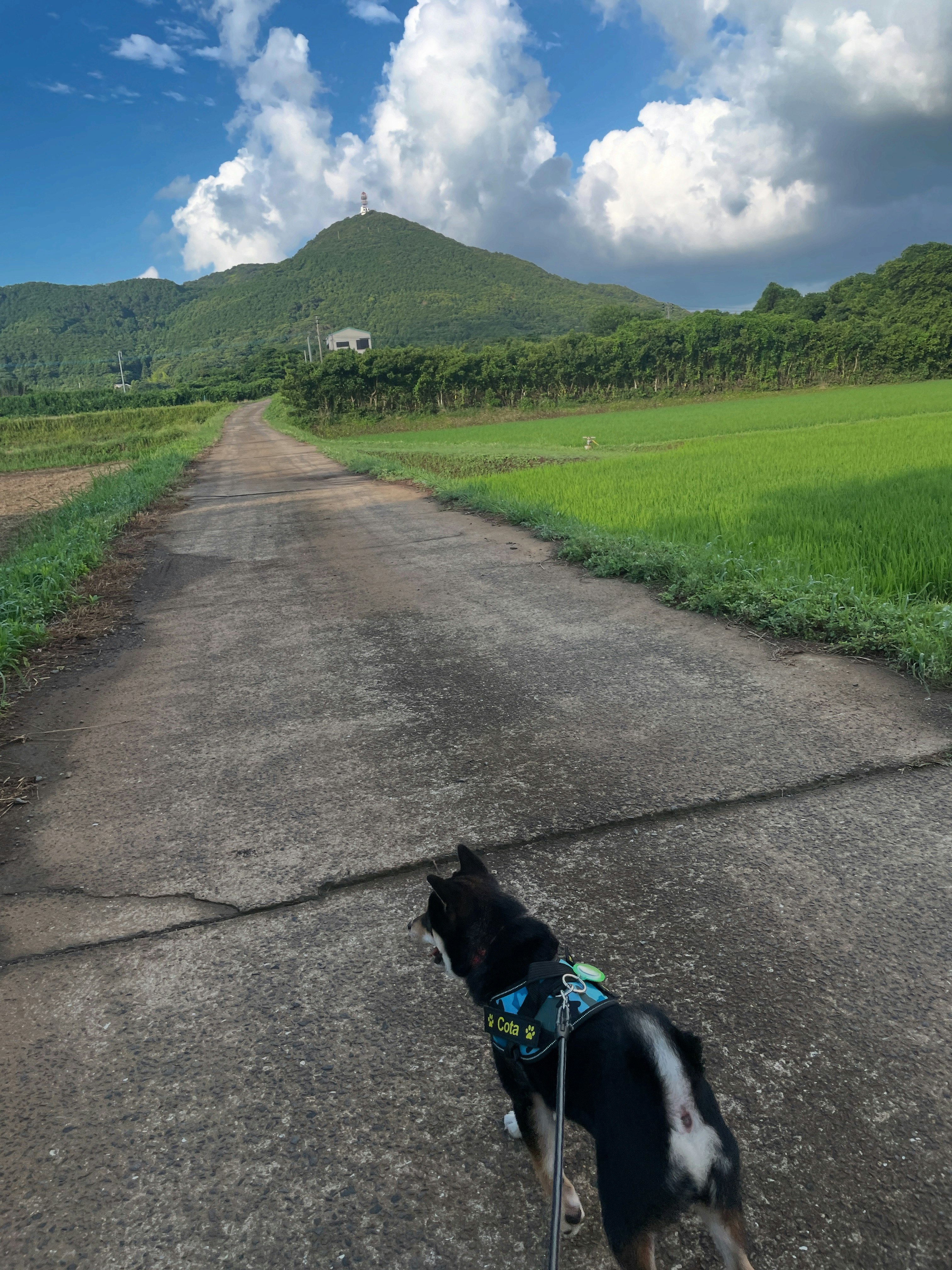 草原の一本道を歩く犬と緑の山並み