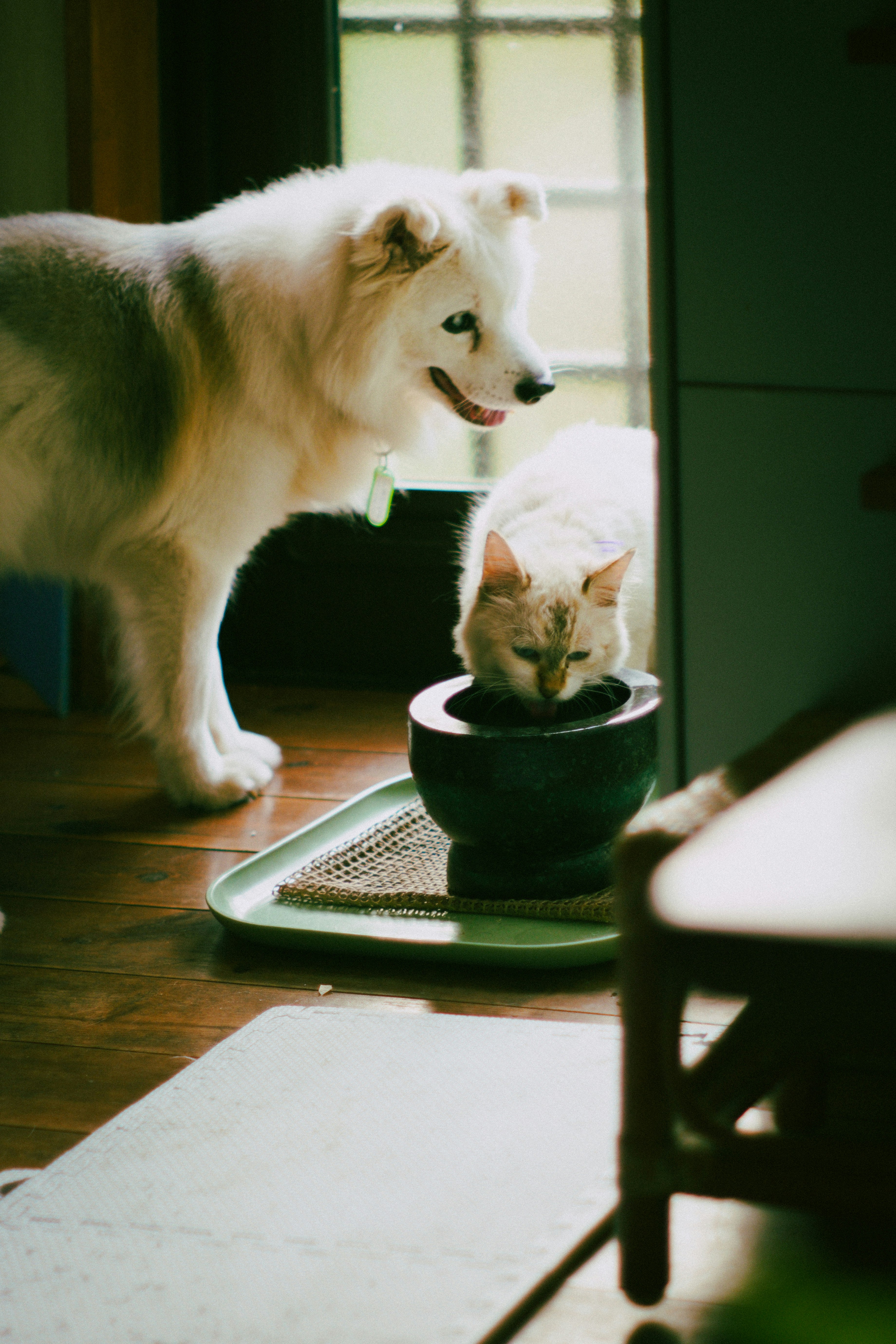 Escena interior: un perro observa a un gato junto a un cuenco