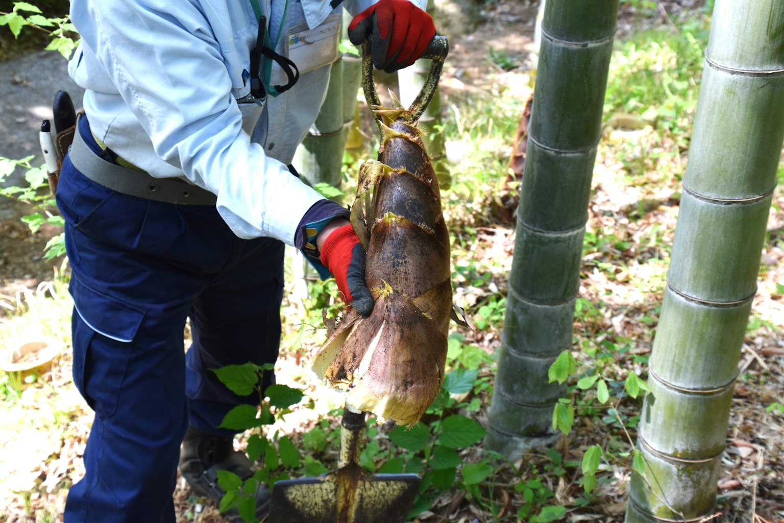 Une personne levant un poisson près de bambous dans une forêt