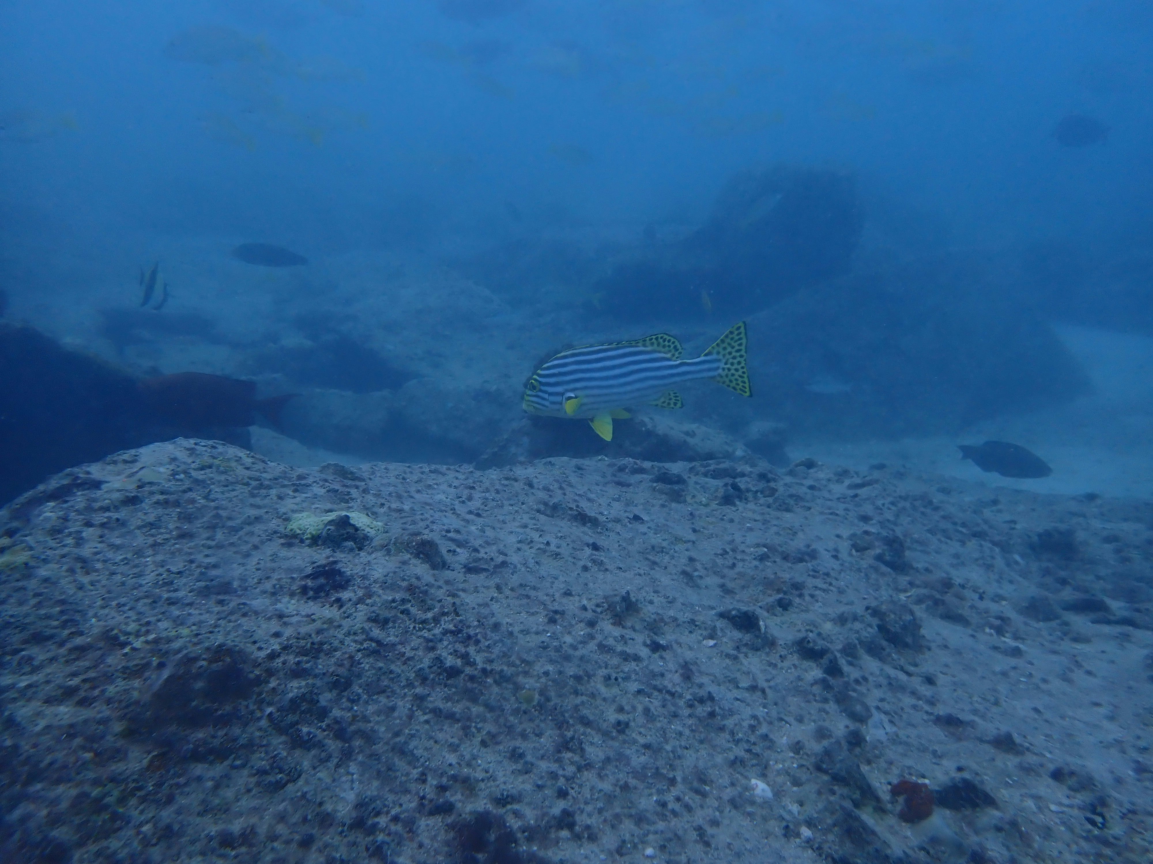 海底の砂地を泳ぐ縞模様の魚の群れ