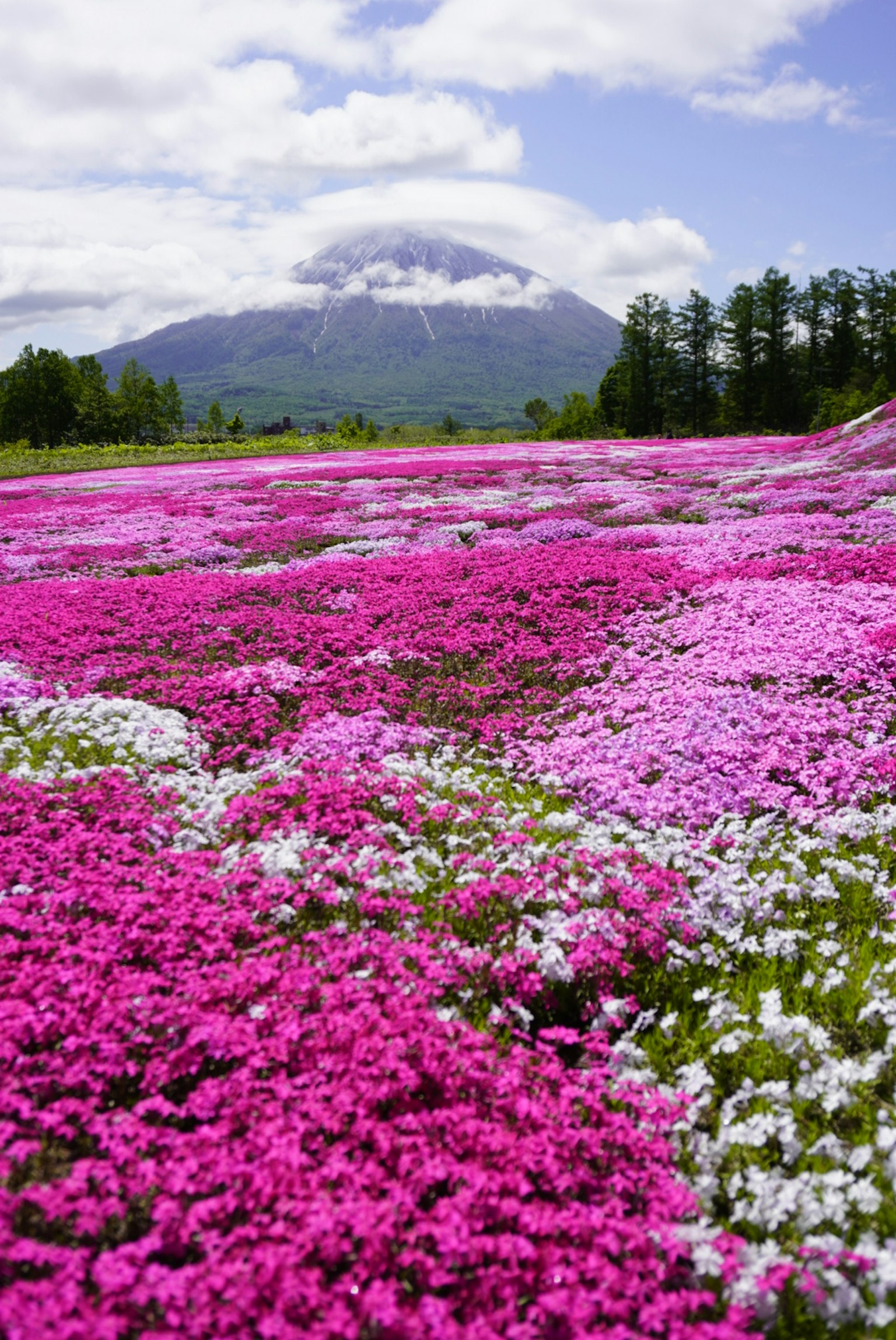 Flores rosas y blancas vibrantes se extienden por un paisaje con una montaña al fondo